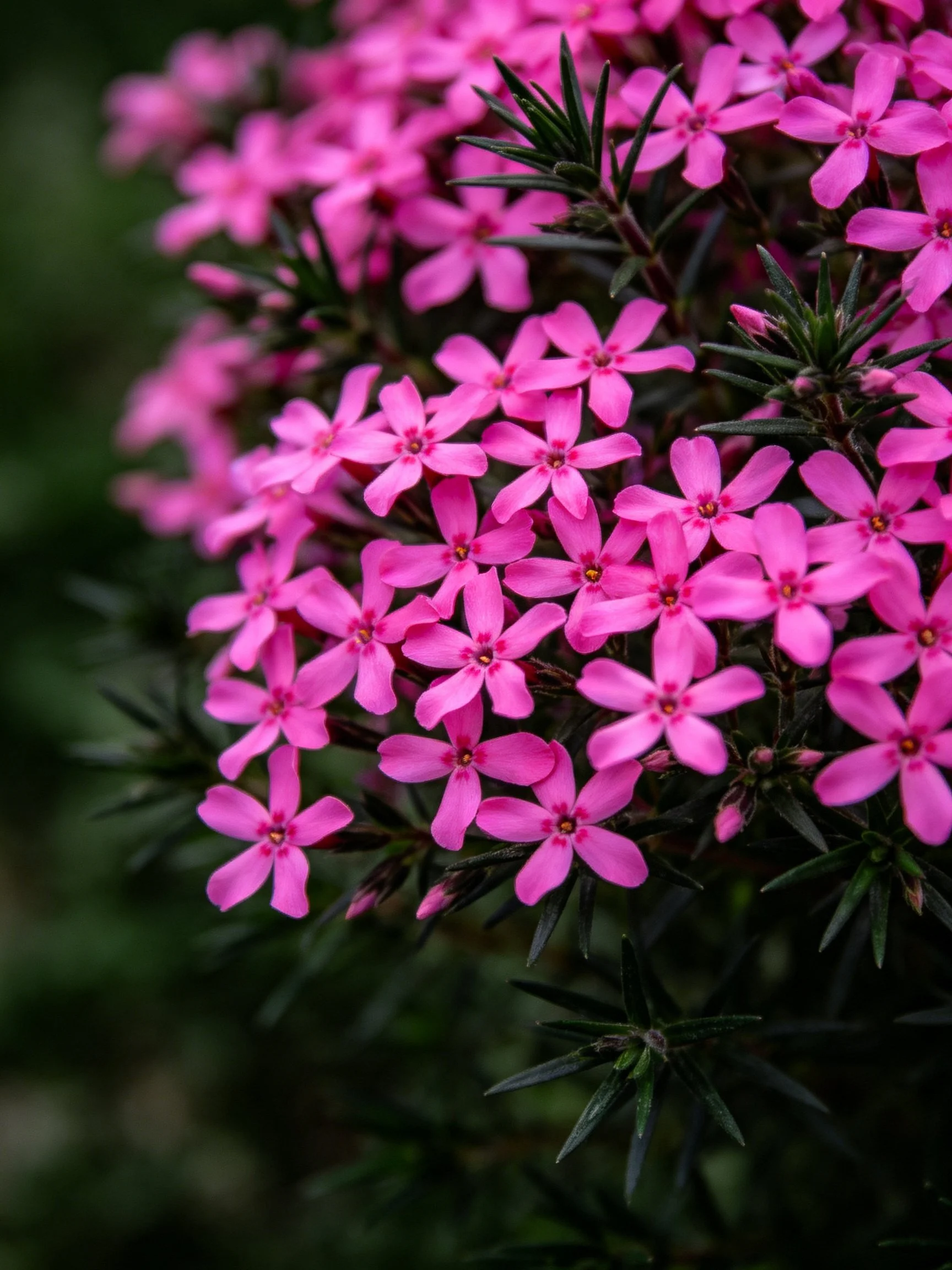 Vibrant pink flowers densely clustered with dark green foliage