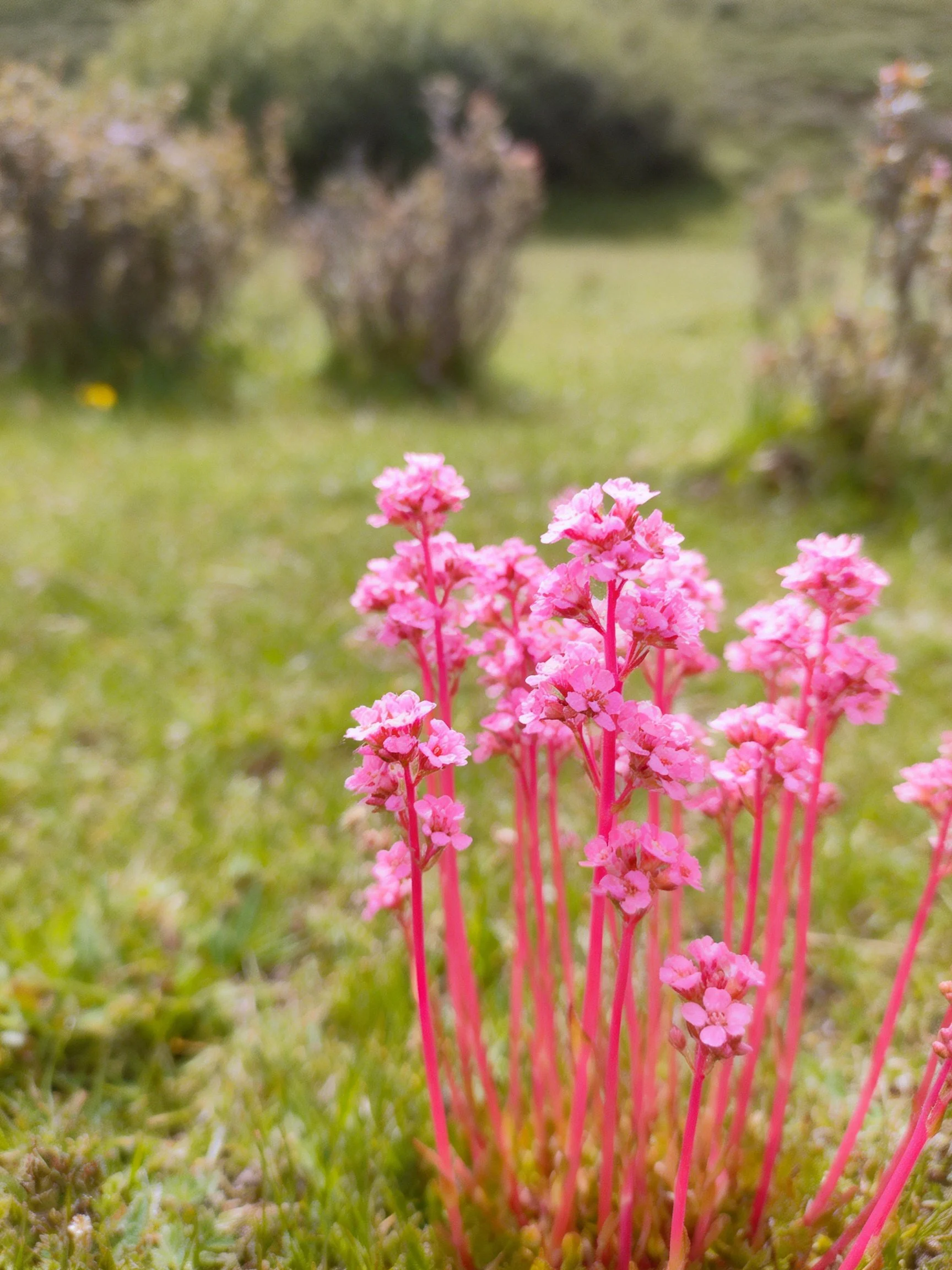 Vibrant pink flowers with slender red stems in a grassy field