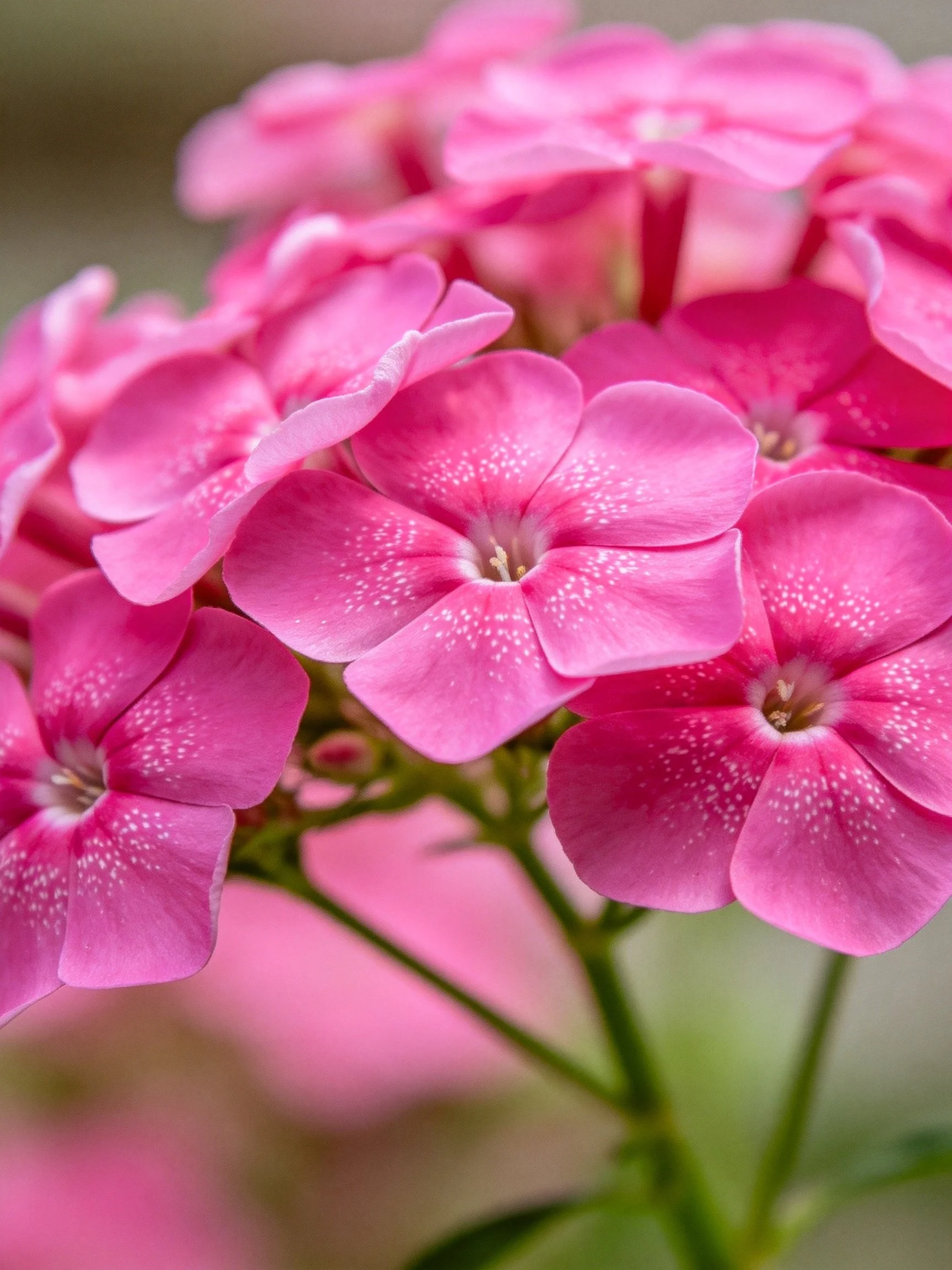 Vibrant pink flowers with speckled petals clustered together