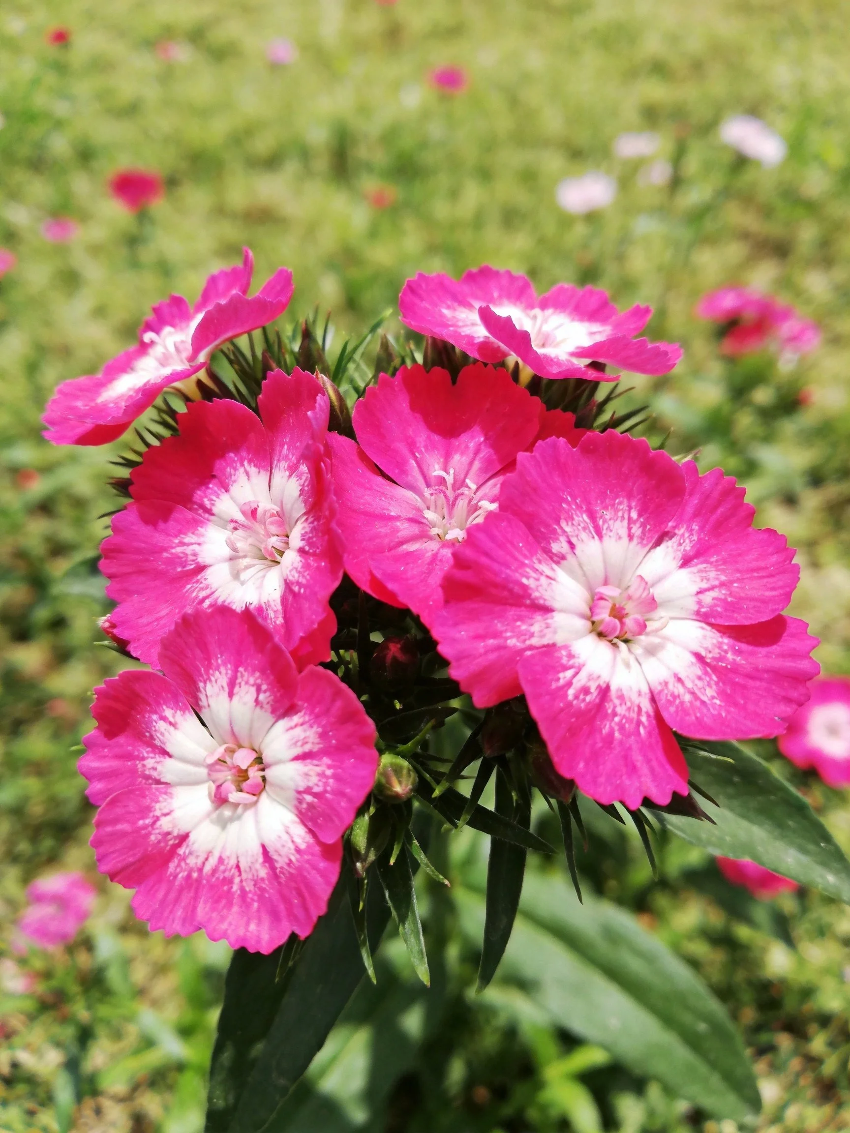 Vibrant pink flowers with white centers clustered in a lush green field