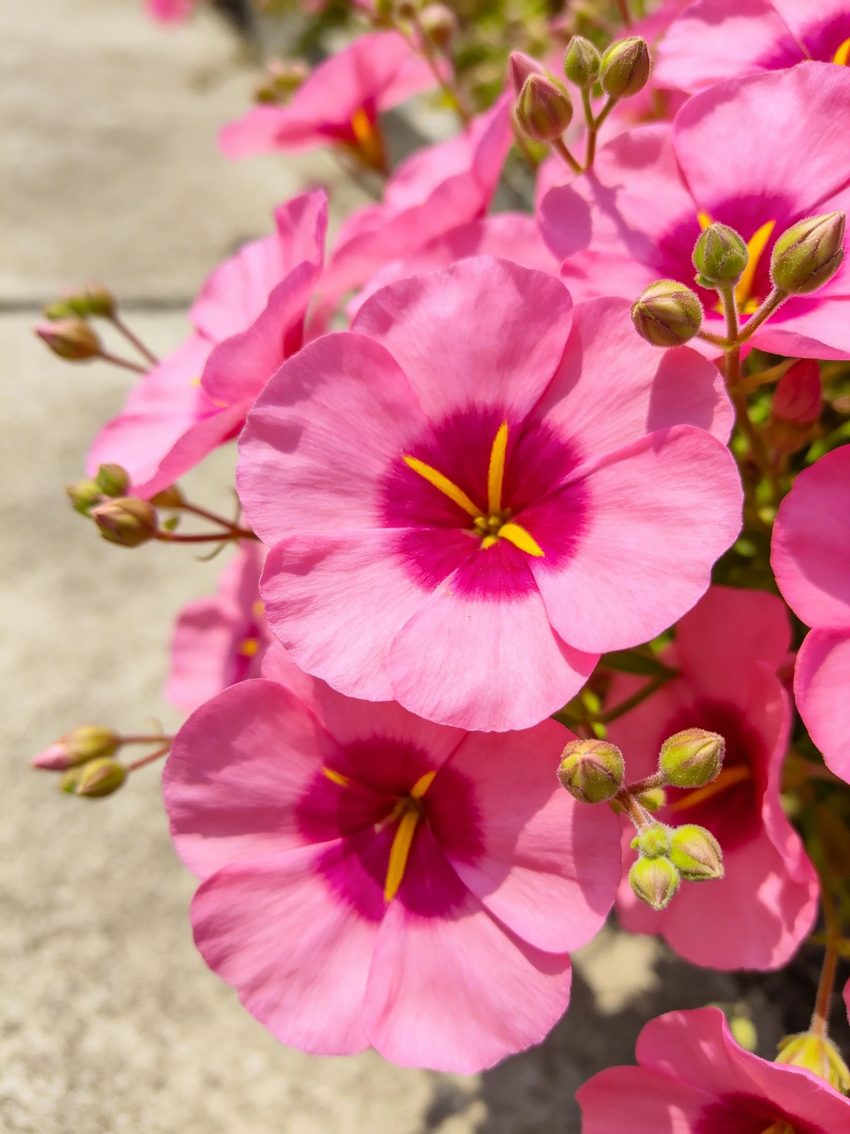 Vibrant pink flowers with yellow centers and unopened buds