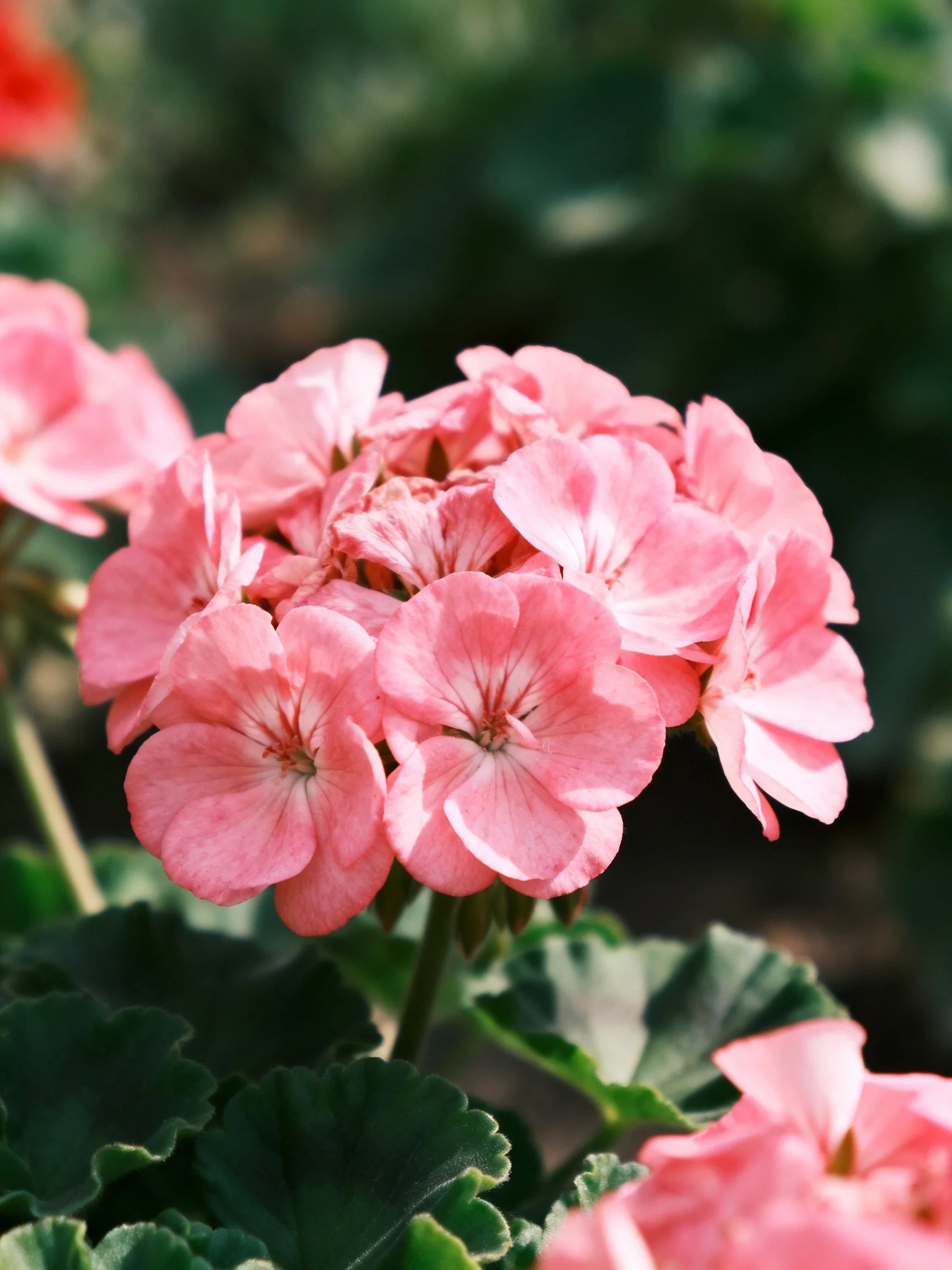 Vibrant pink geranium blooms with dark green foliage