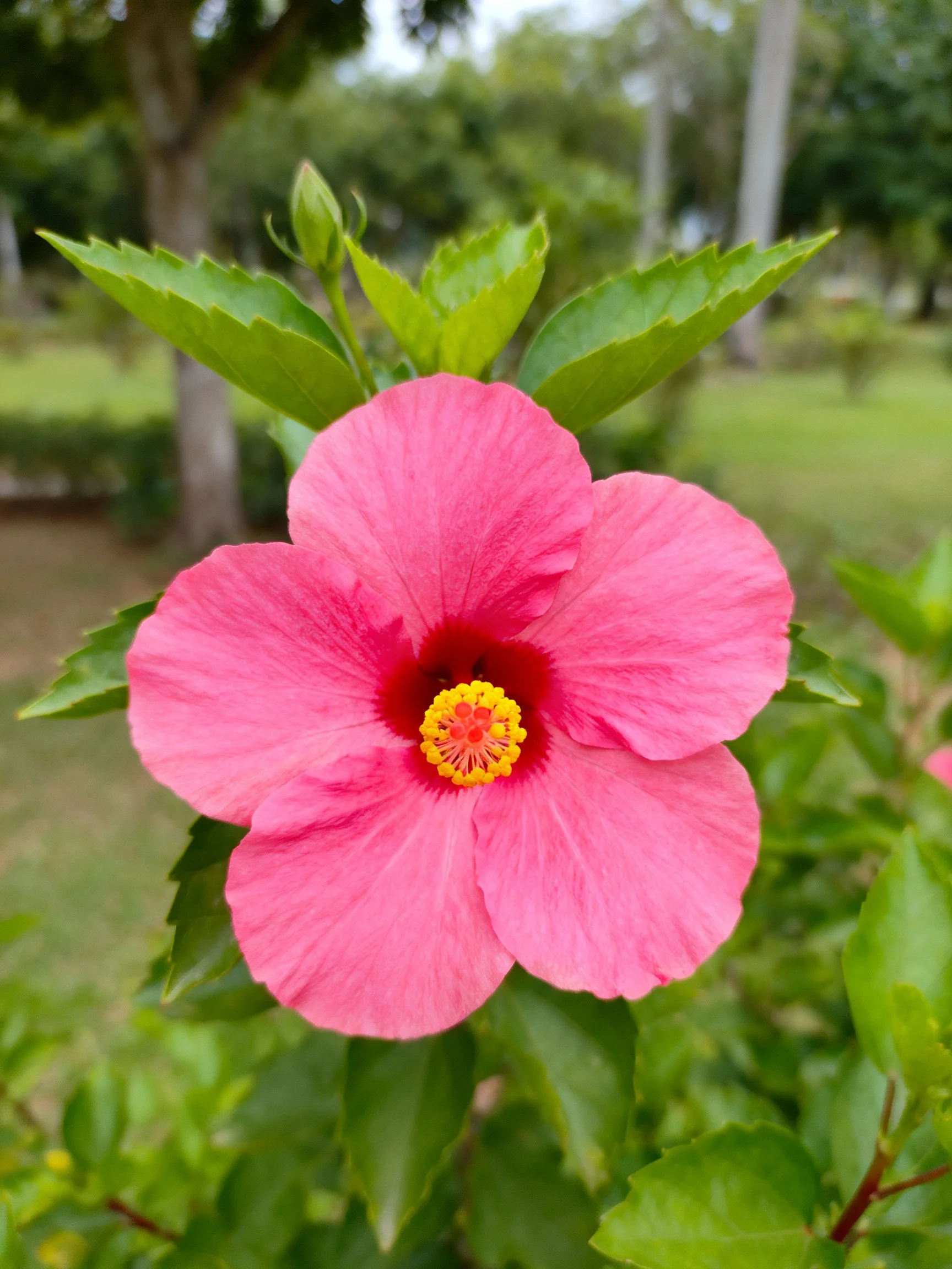 Vibrant pink hibiscus flower with lush green foliage in an outdoor garden