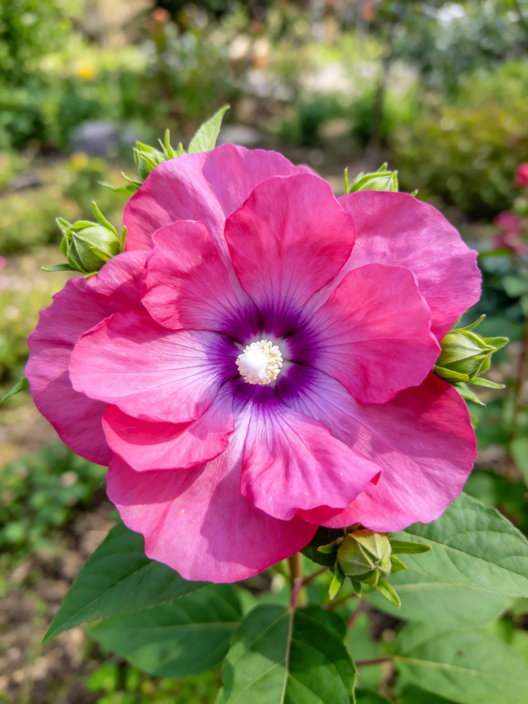 Vibrant pink hibiscus flower with purple center and green buds
