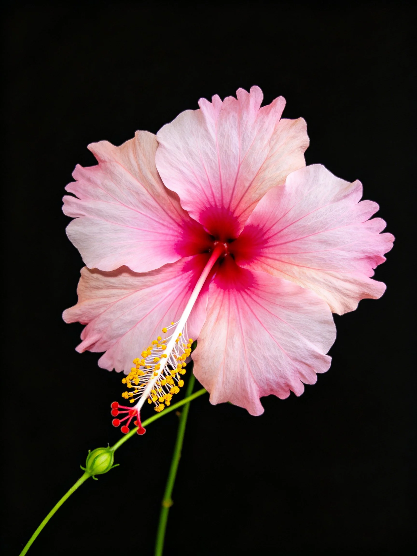 Vibrant pink hibiscus flower with ruffled petals against black background