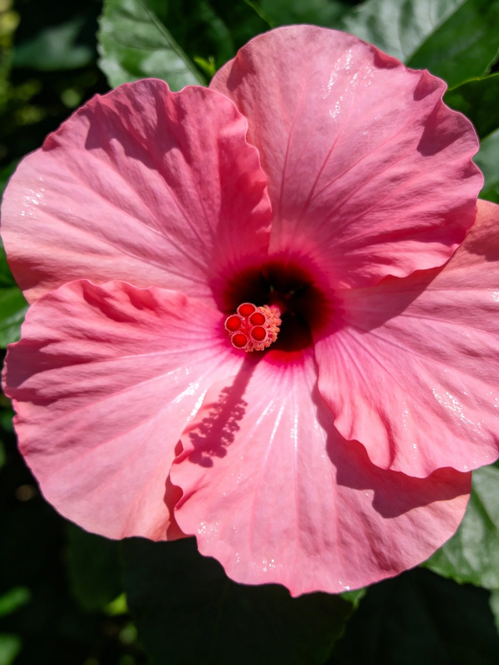 Vibrant pink hibiscus flower with ruffled petals