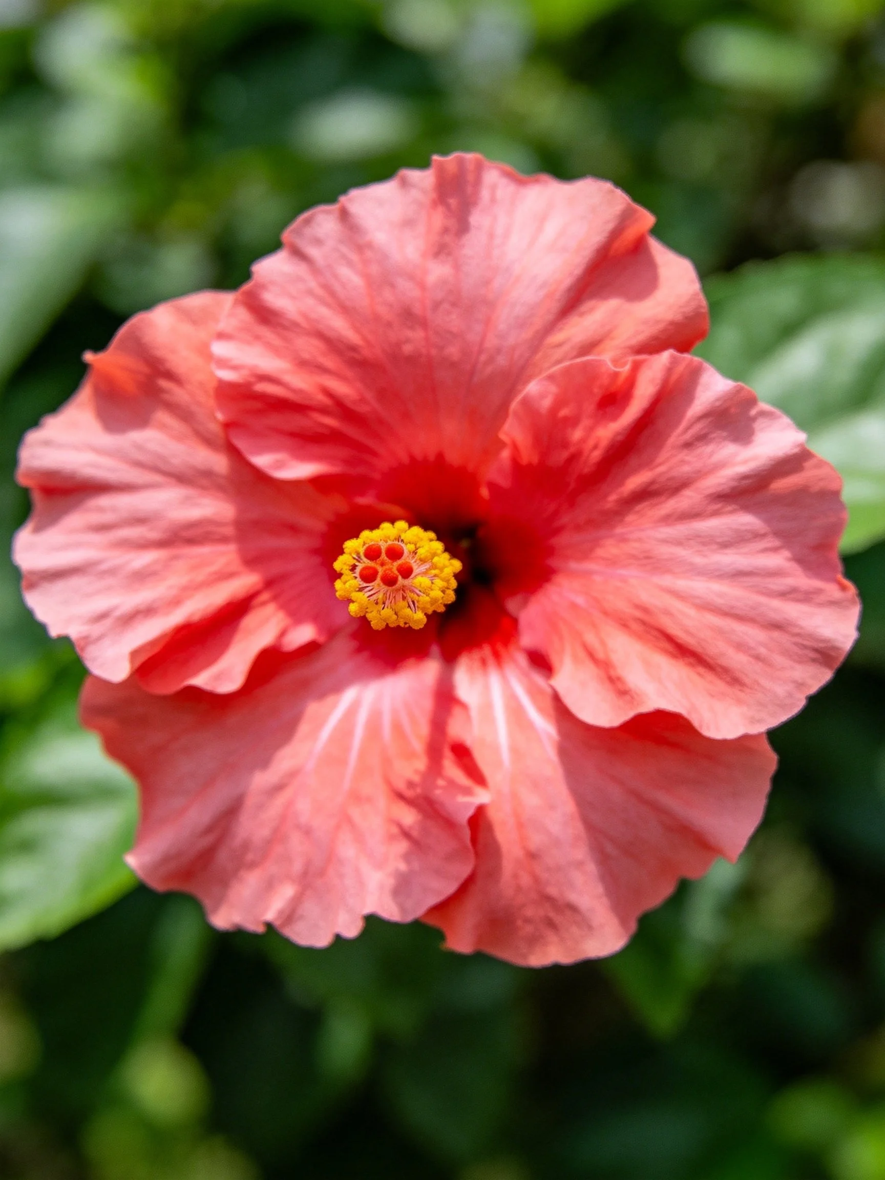 Vibrant pink hibiscus flower with yellow center