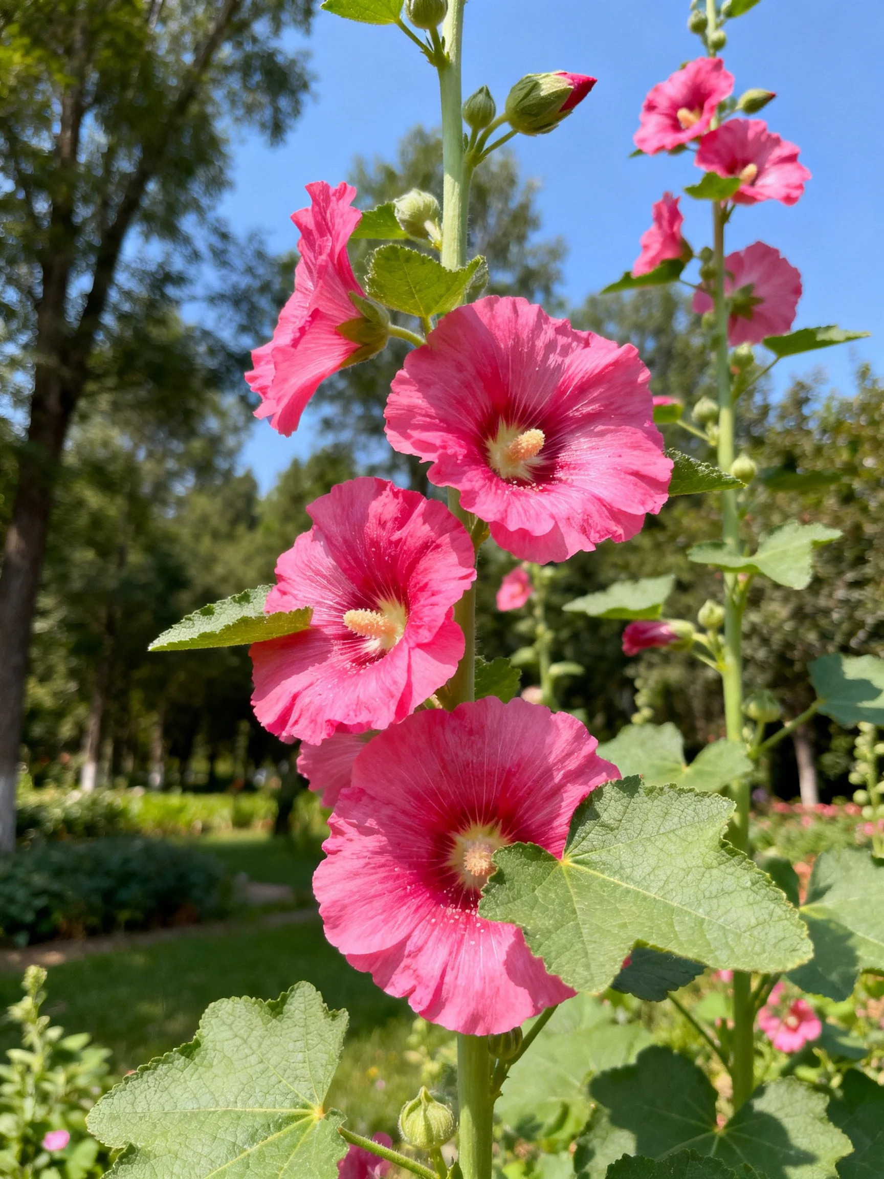 Vibrant pink hollyhock blooms with green foliage in a sunny outdoor setting