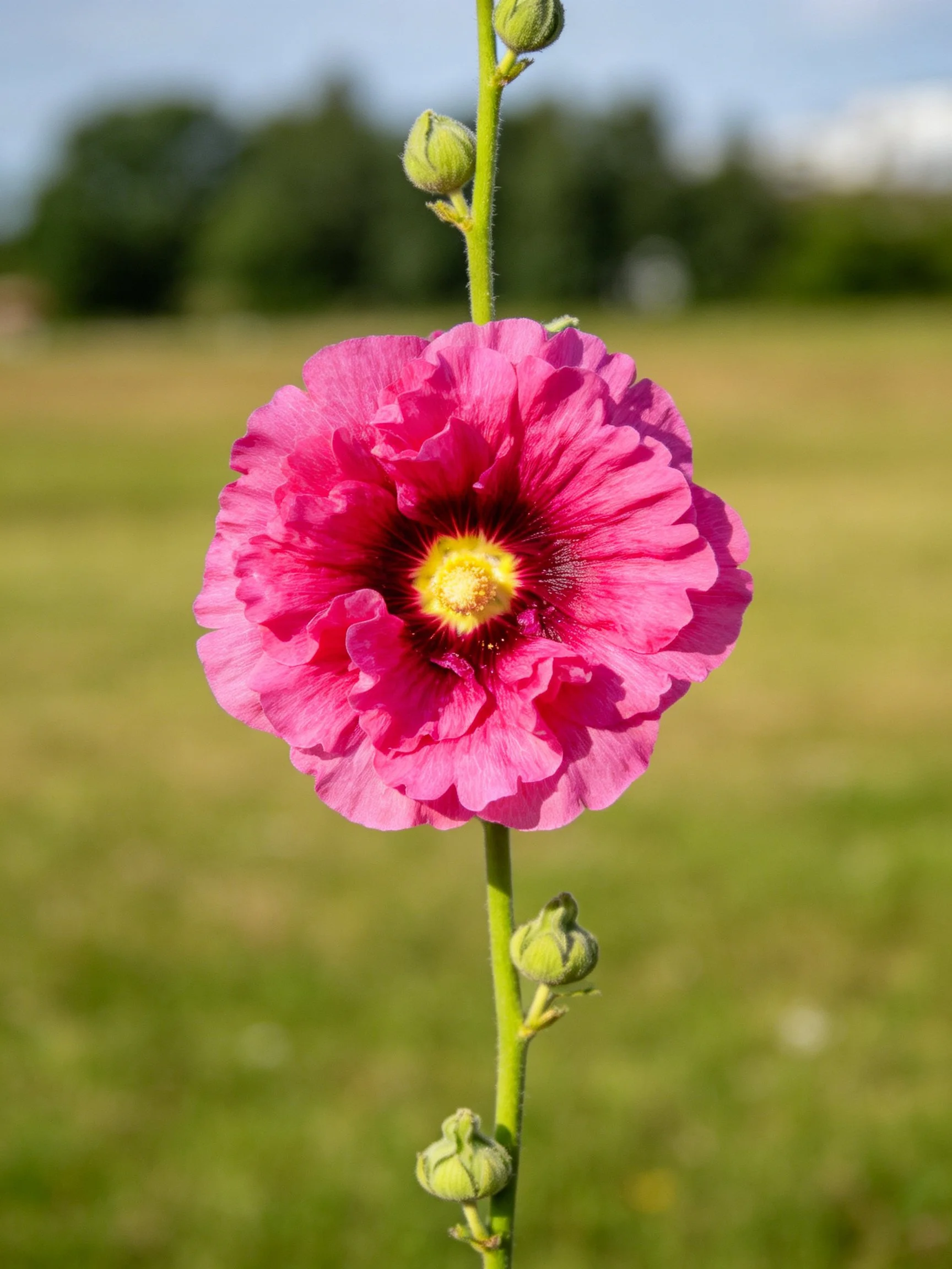 Vibrant pink hollyhock flower with green buds on a tall stem