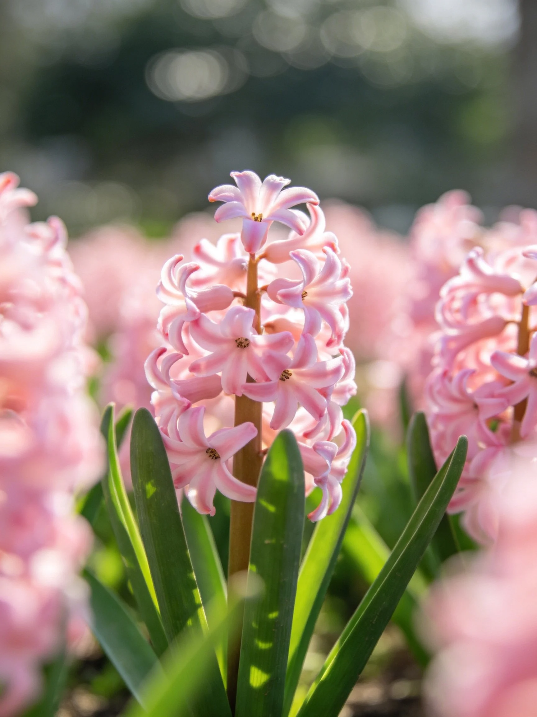 Vibrant pink hyacinth blooms surrounded by lush green leaves