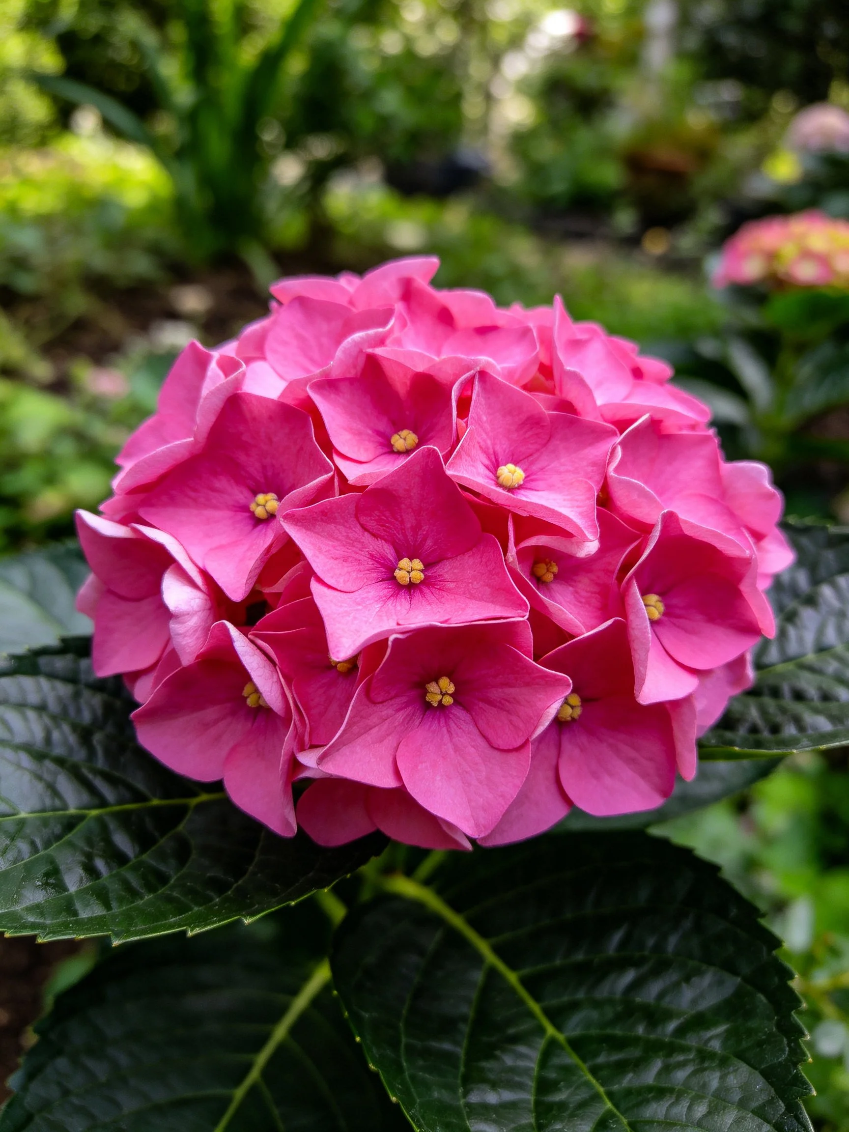 Vibrant pink hydrangea cluster with glossy dark green leaves