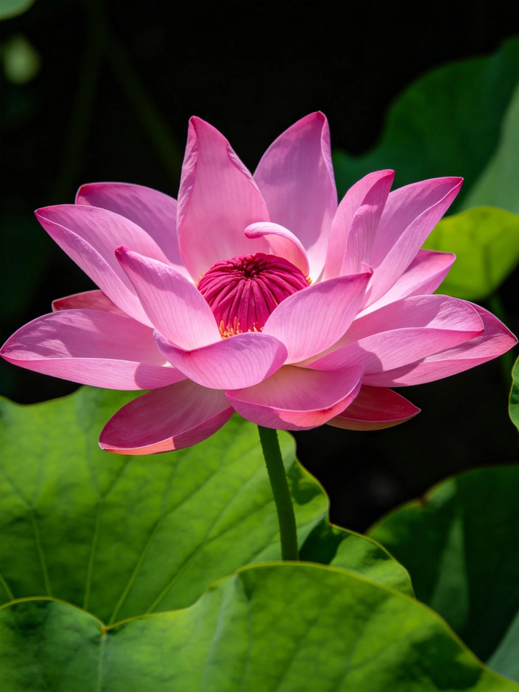 Vibrant pink lotus bloom with large green foliage