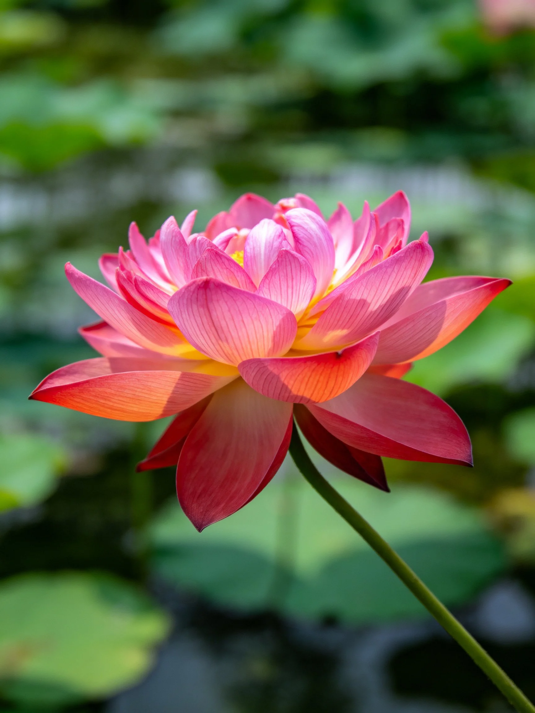 Vibrant pink lotus blooms amid blurred green foliage.