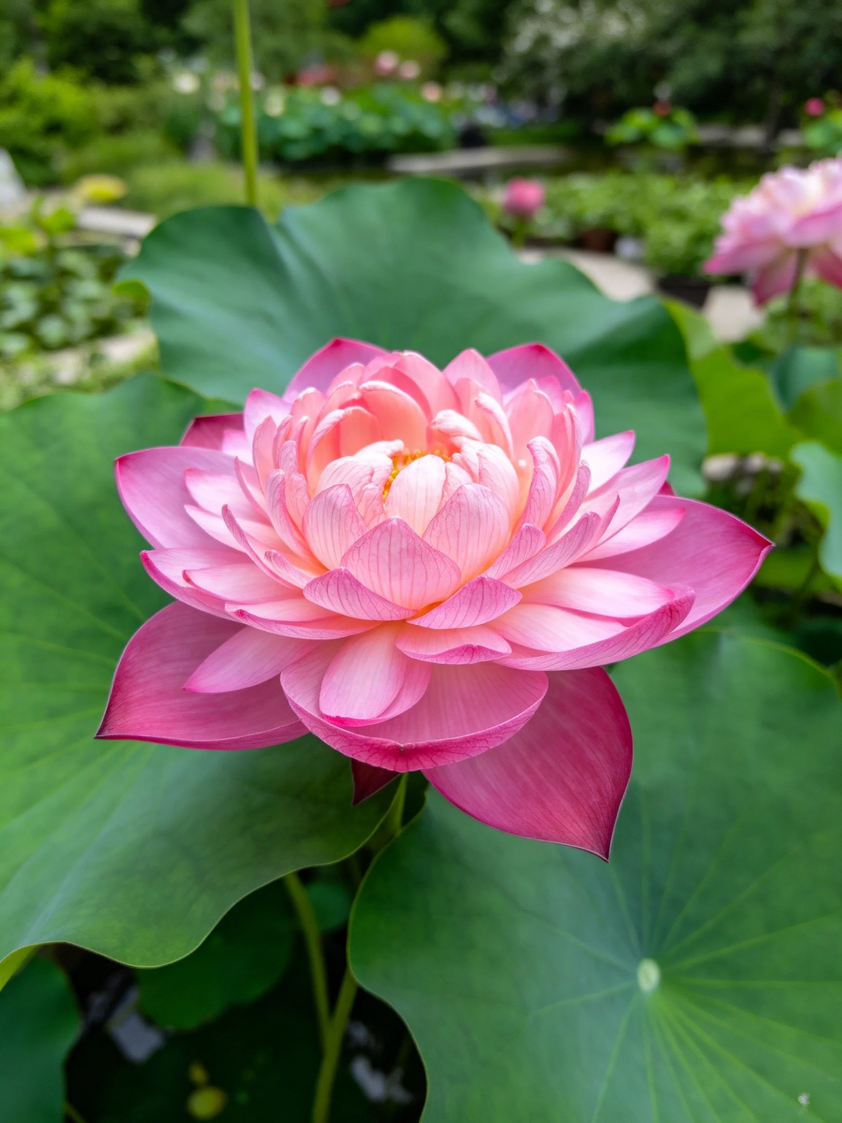 Vibrant pink lotus blooms amid large green leaves