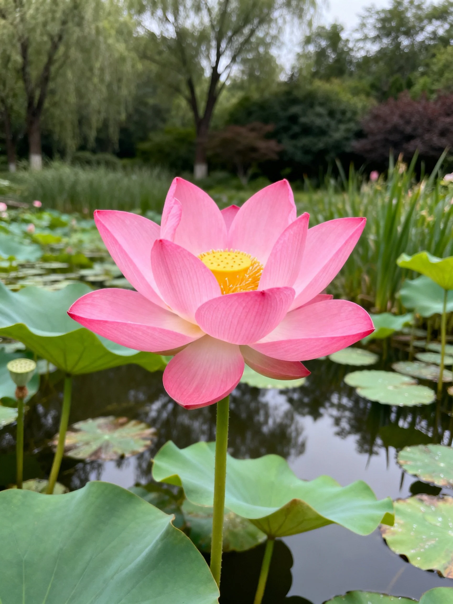 Vibrant pink lotus blooms among lily pads and trees