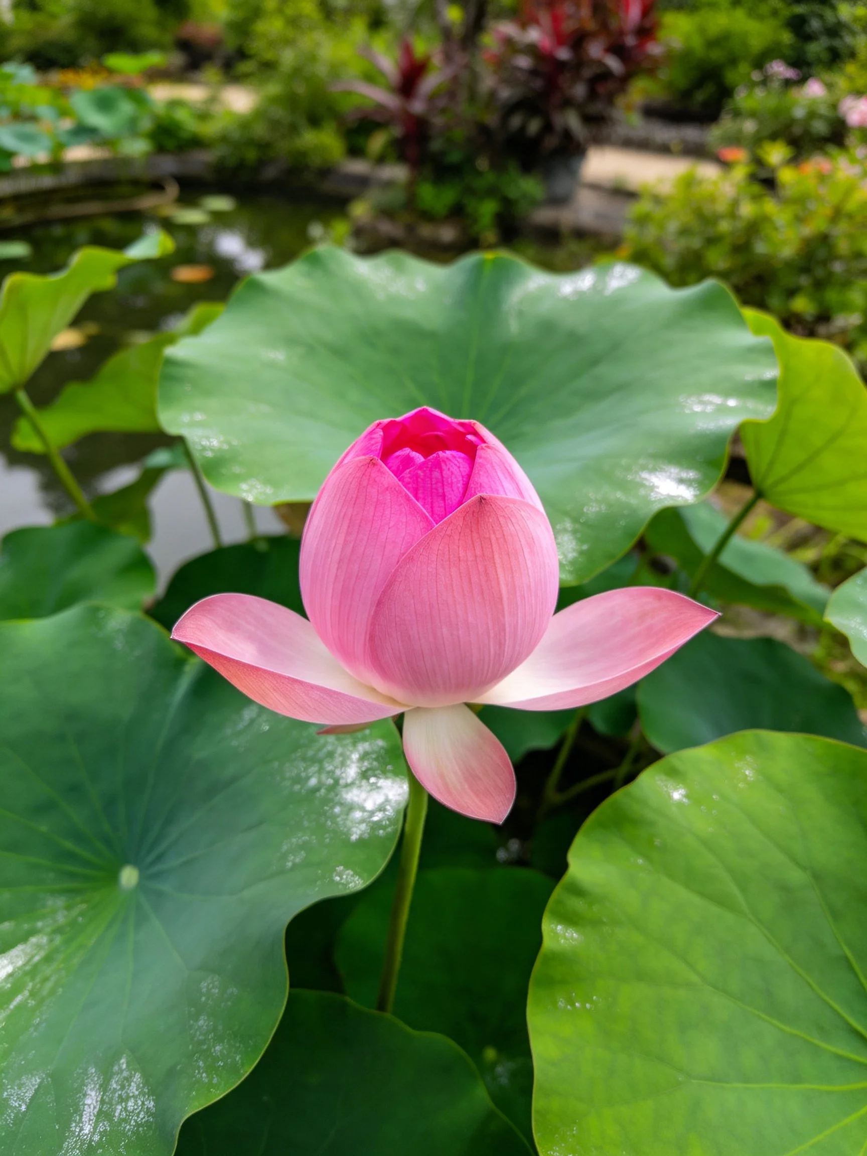 Vibrant pink lotus bud amidst large green lily pads