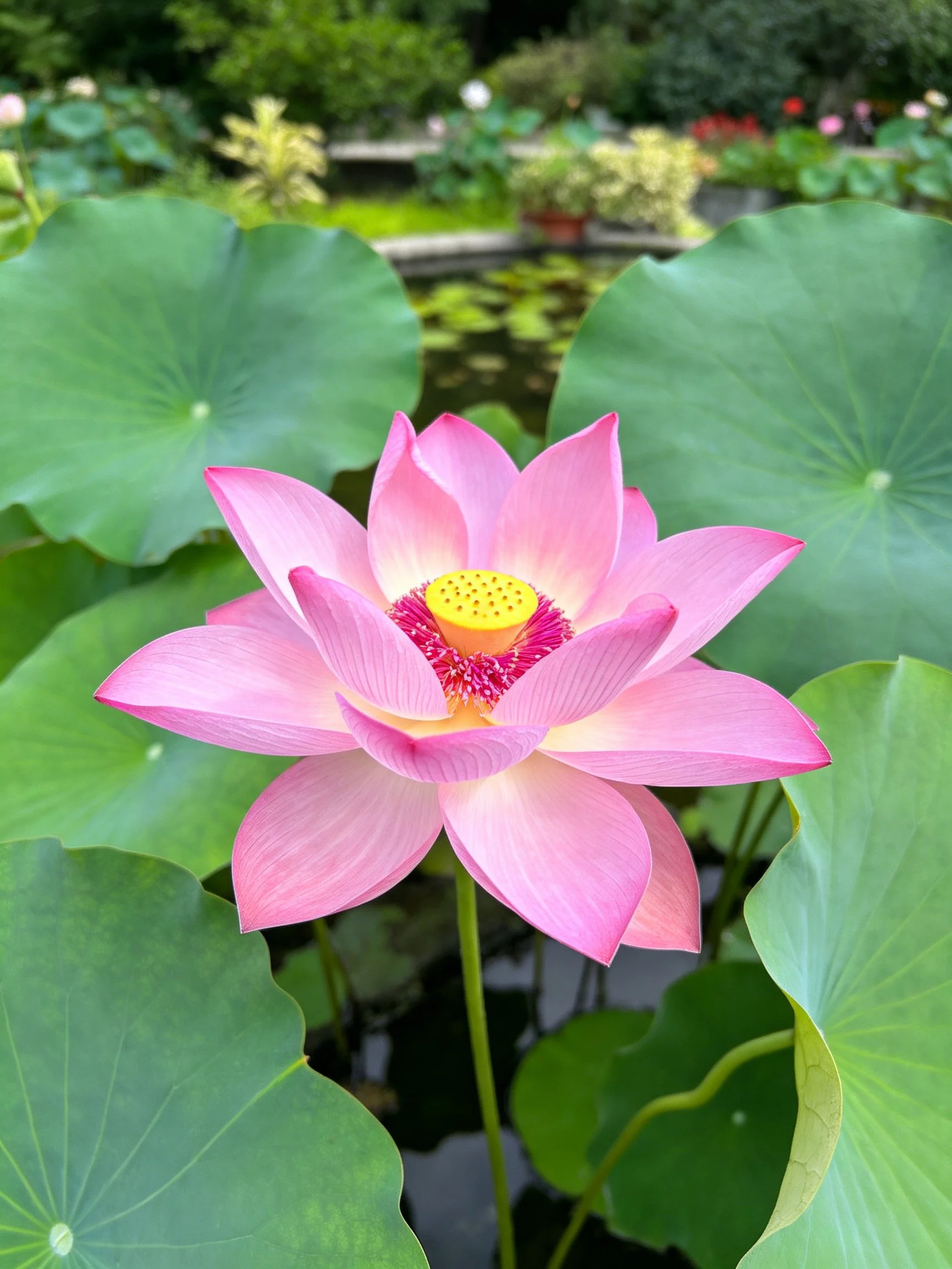Vibrant pink lotus flower among large green leaves