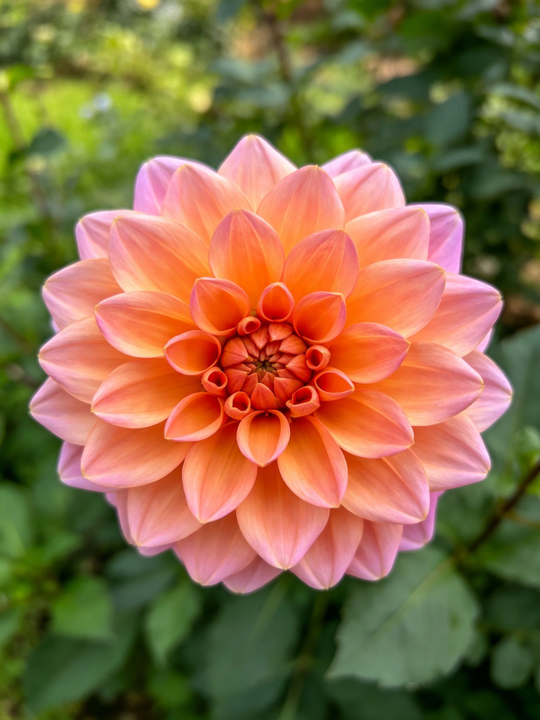 Vibrant pink-orange dahlia with layered petals