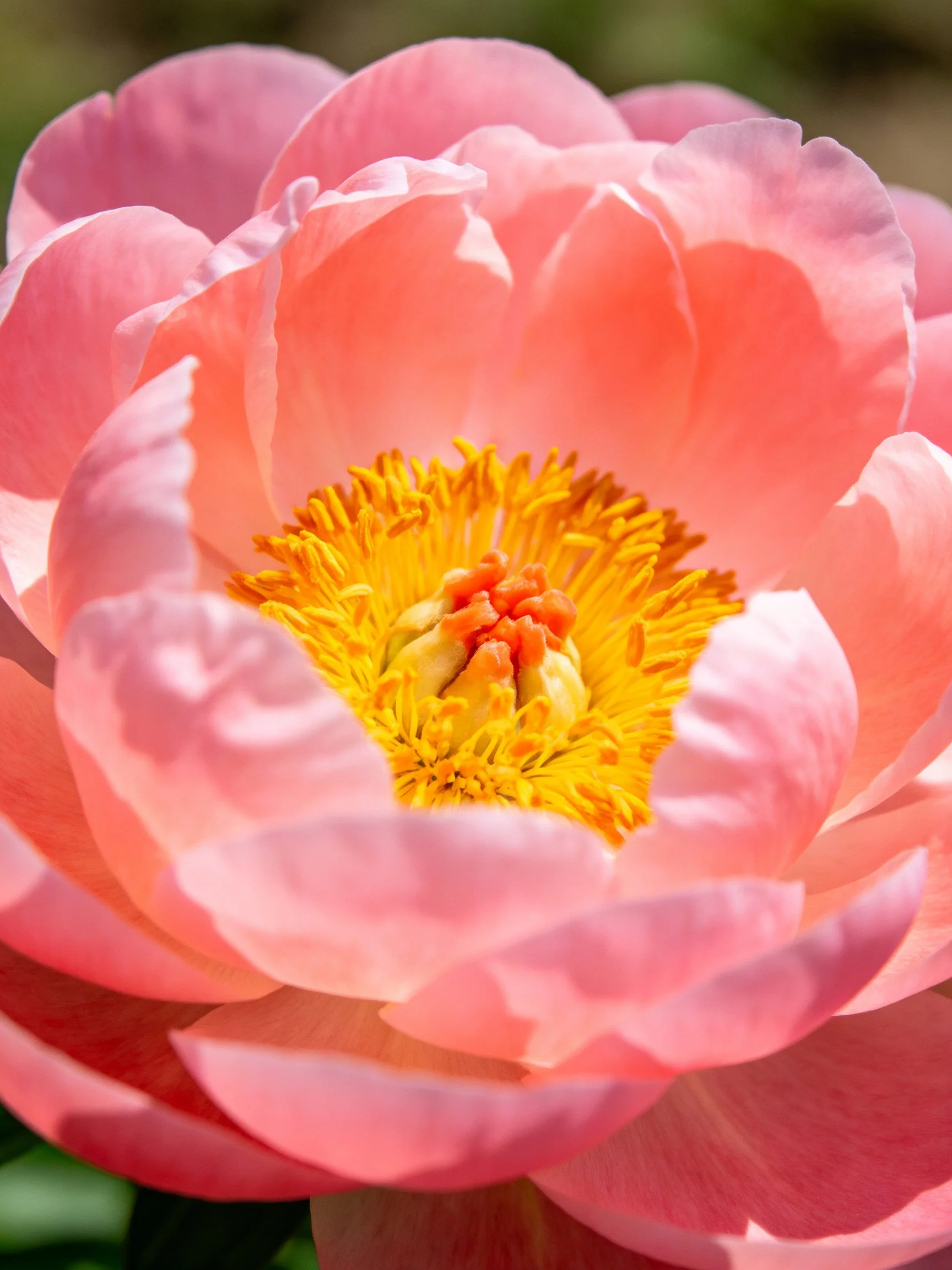 Vibrant pink peony bloom with golden center