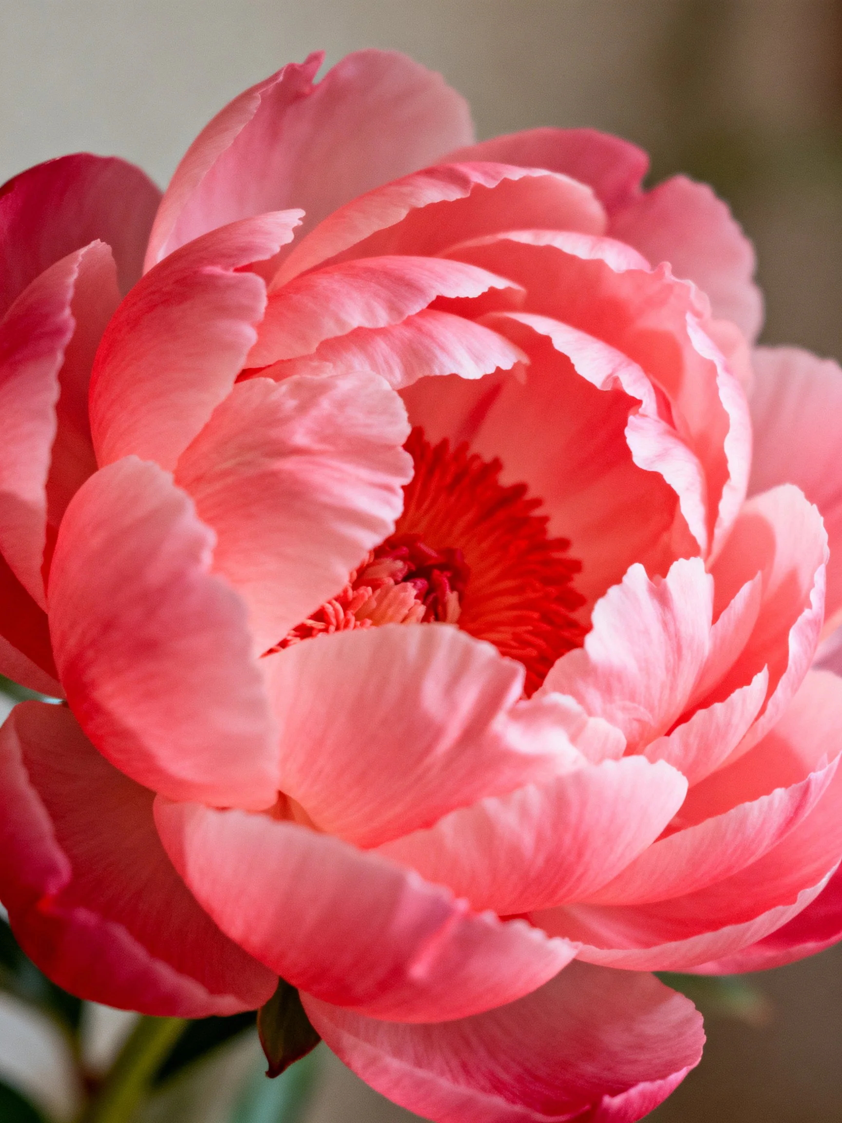 Vibrant pink peony flower with layered petals and rich red center