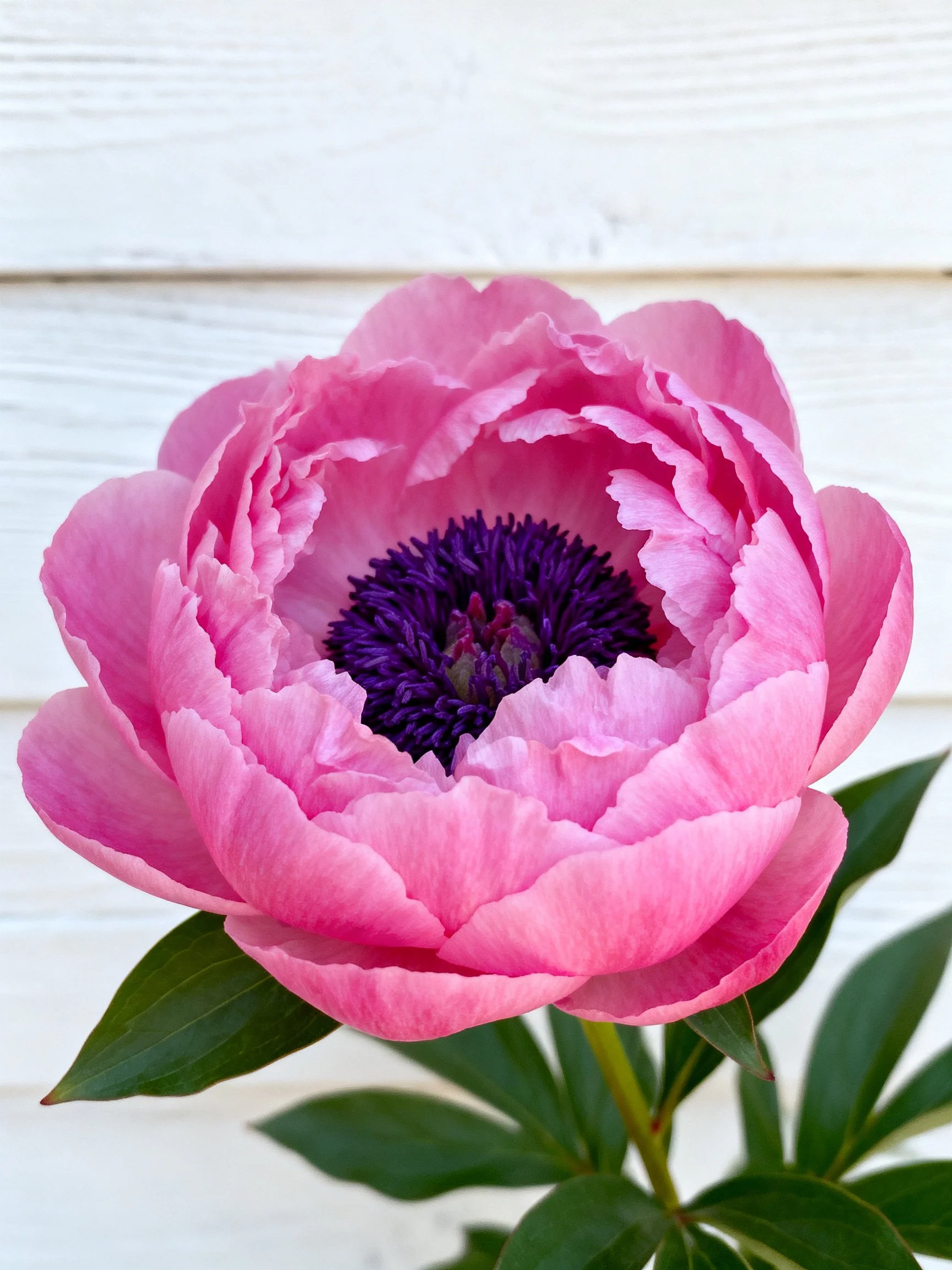 Vibrant pink peony with deep purple center and green leaves
