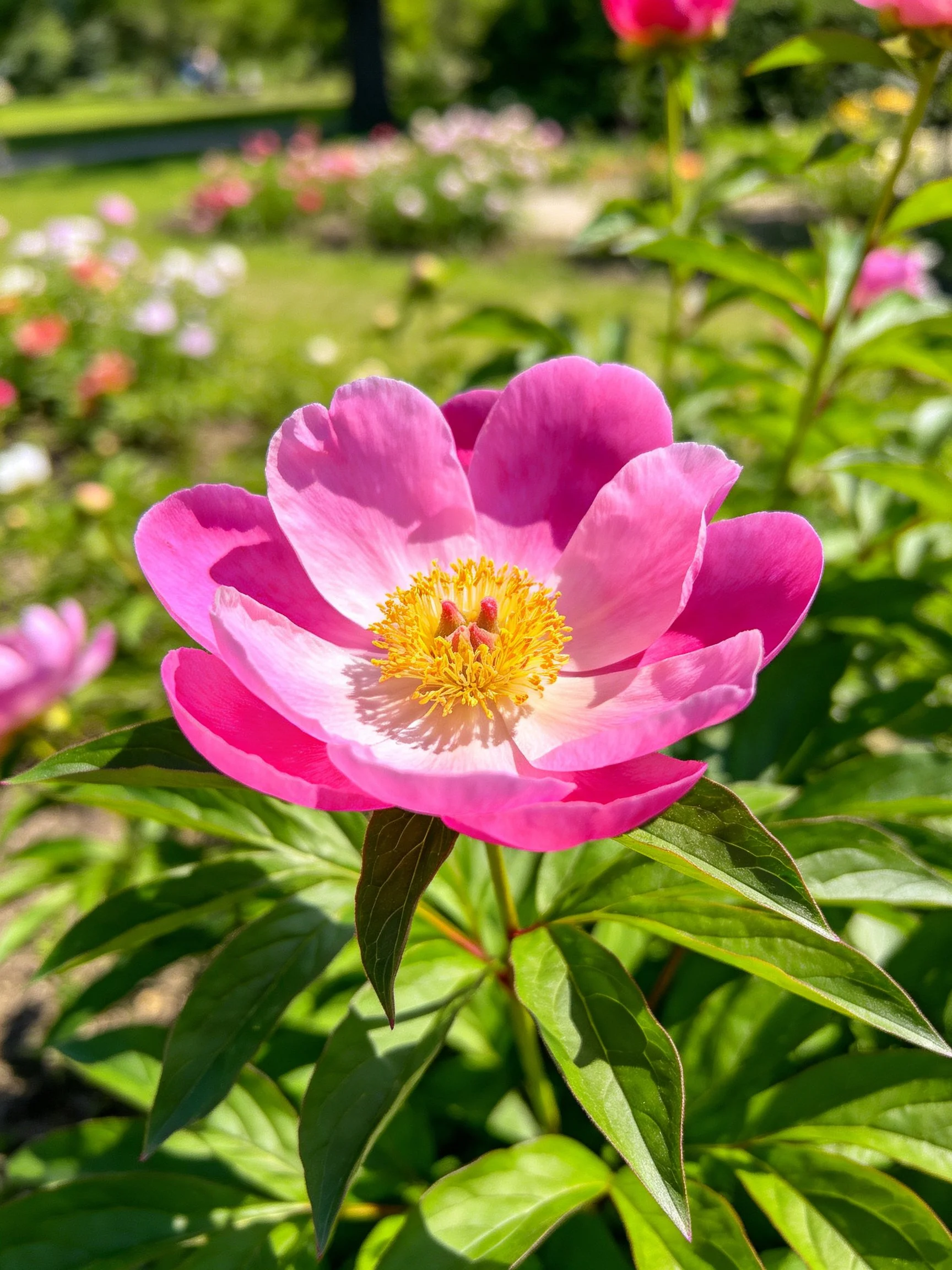 Vibrant pink peony with golden center in a sunlit garden