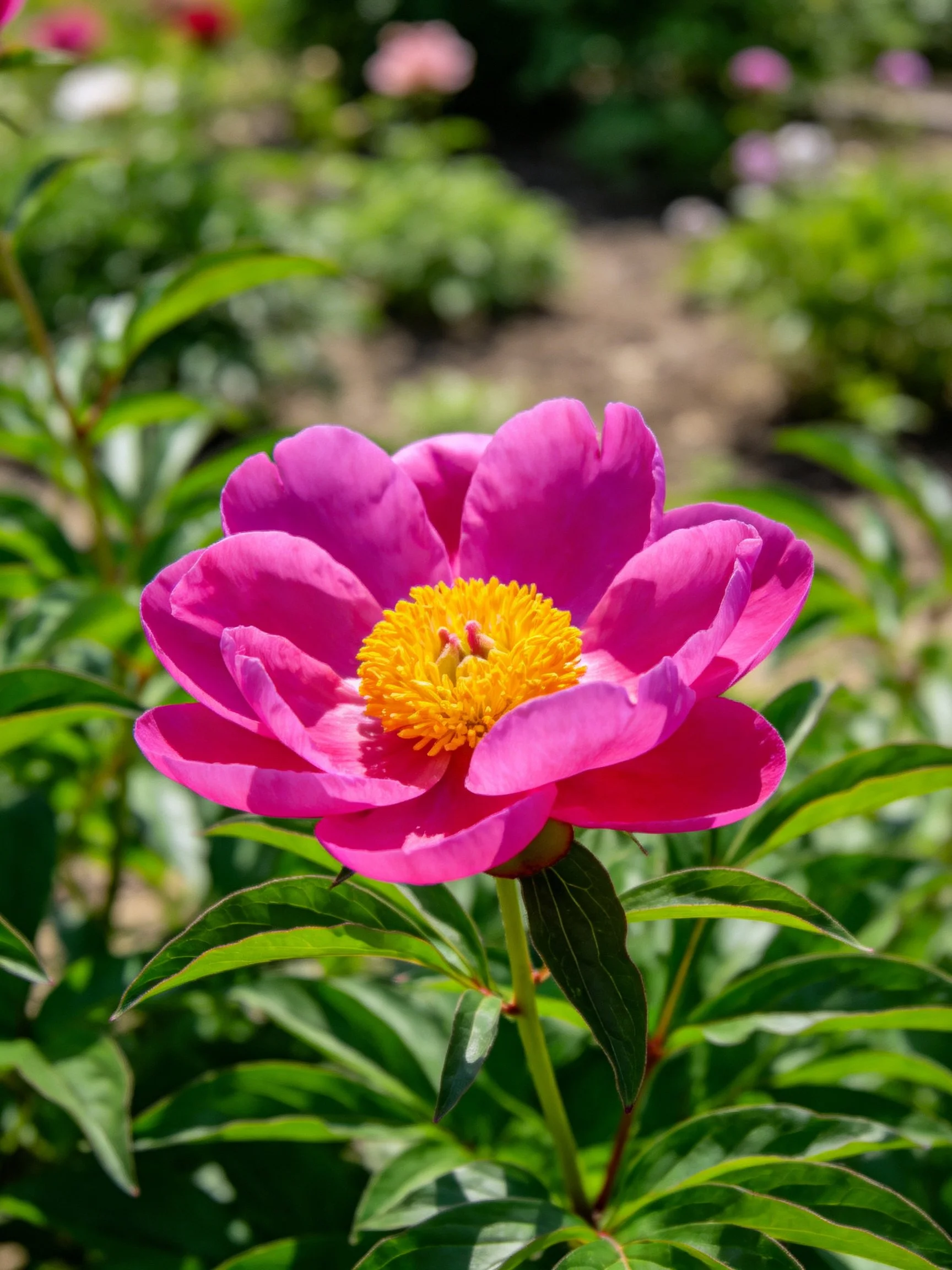 Vibrant pink peony with golden-yellow center amid lush green foliage