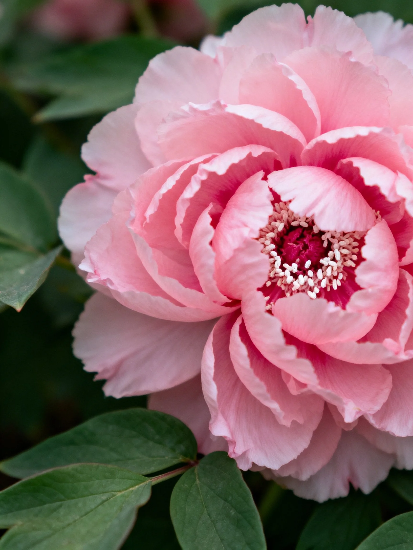 Vibrant pink peony with layered petals and green foliage