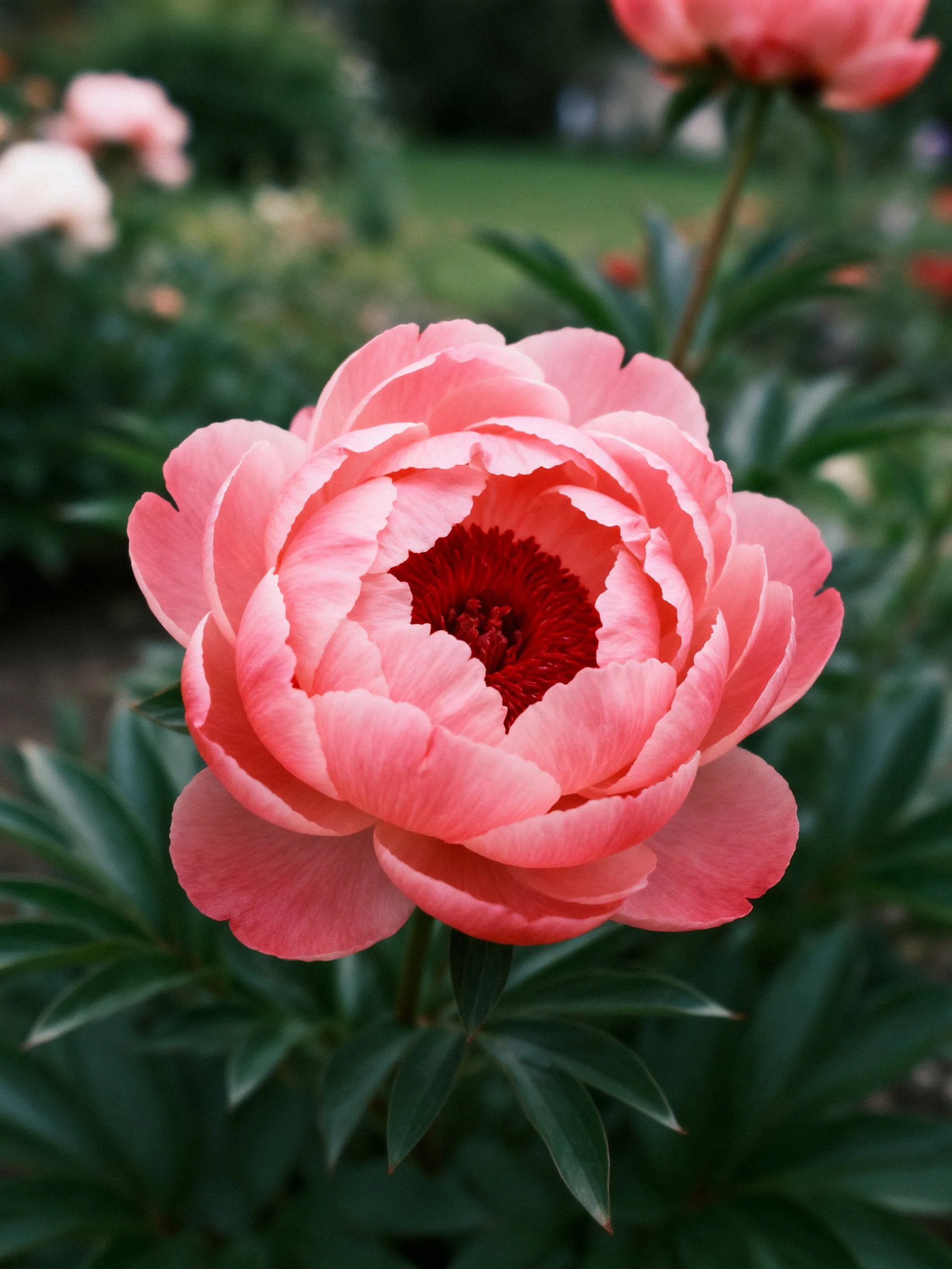 Vibrant pink peony with lush green foliage