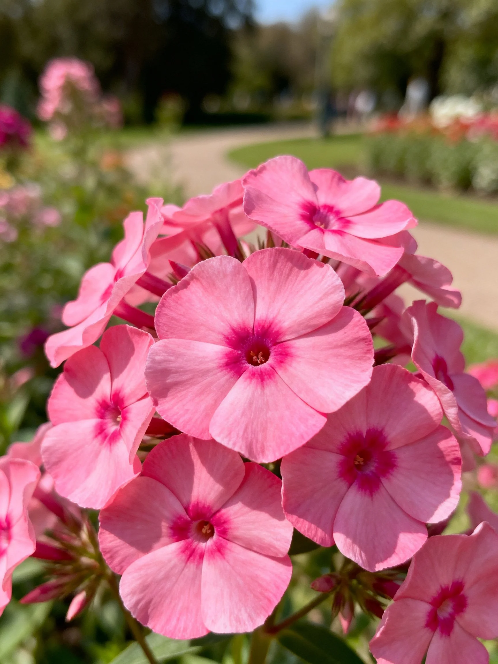 Vibrant pink phlox blooms clustered in a sunny garden