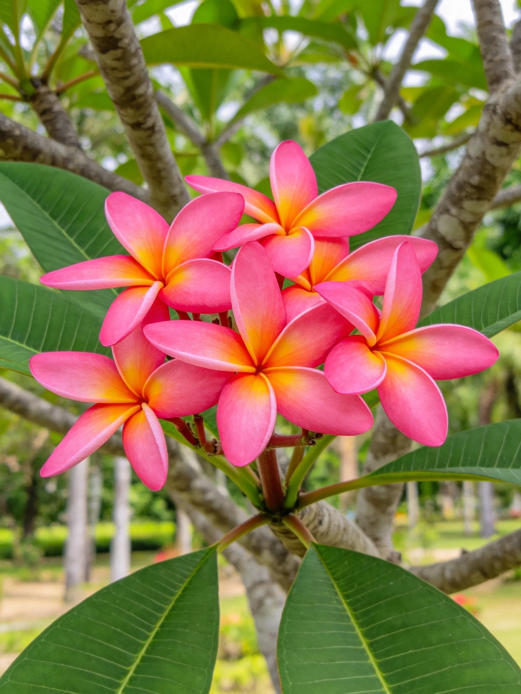 Vibrant pink plumerias with yellow centers among lush green foliage