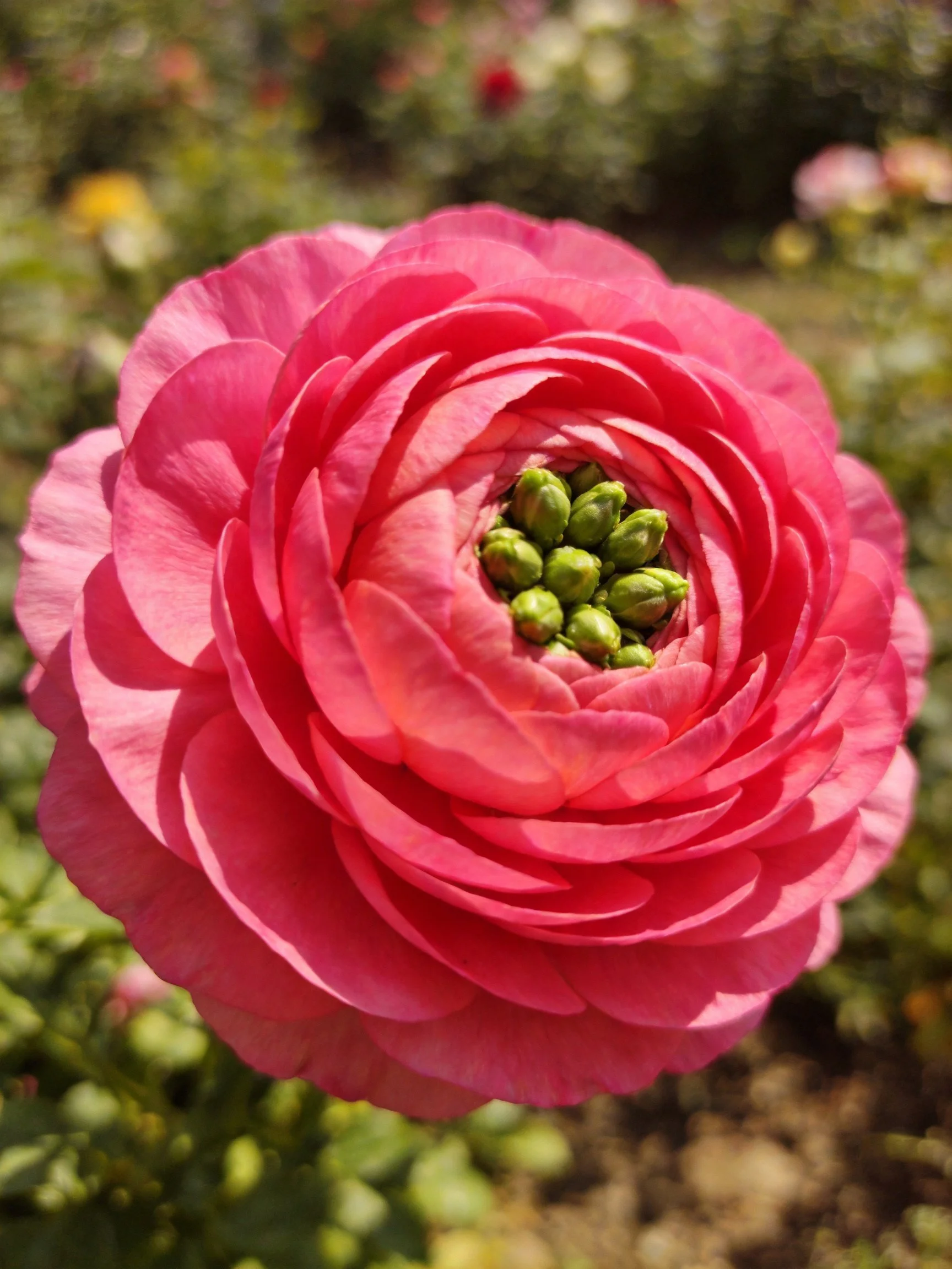 Vibrant pink ranunculus flower with layered petals and green center