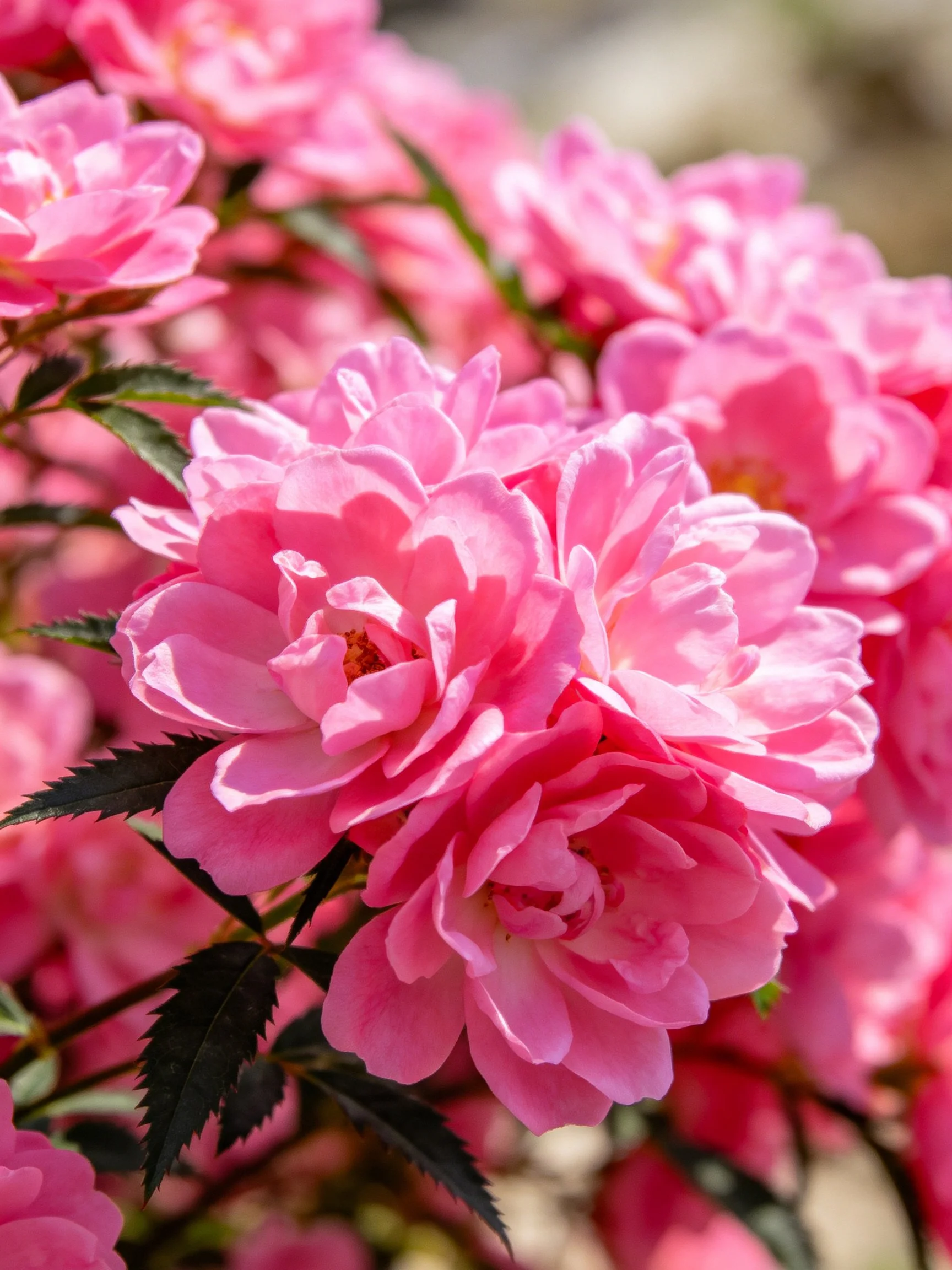 Vibrant pink rose blooms clustered with dark green foliage