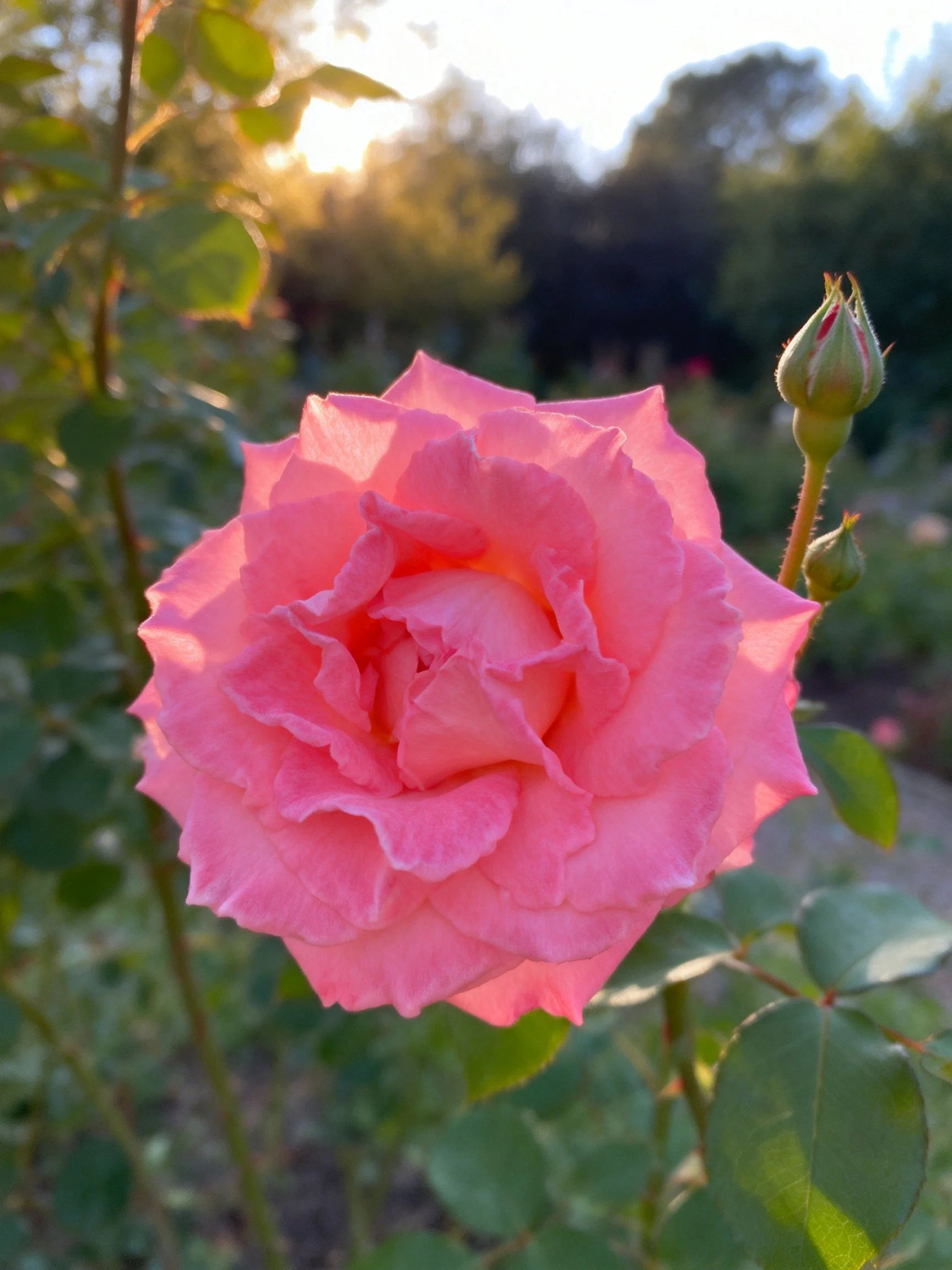 Vibrant pink rose in full bloom with unopened buds and green foliage