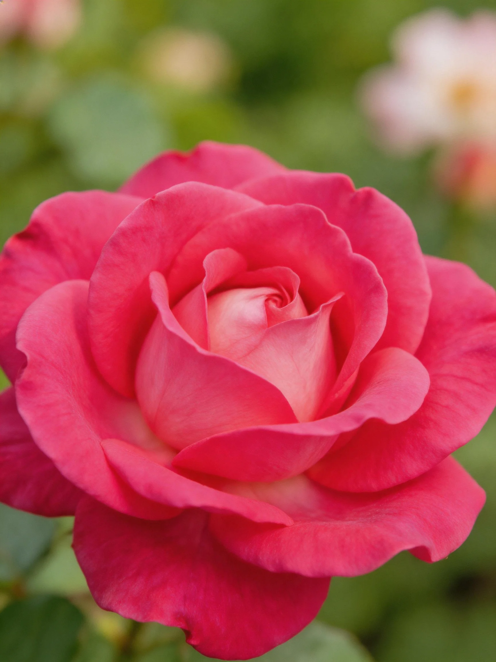 Vibrant pink rose with layered petals in focus