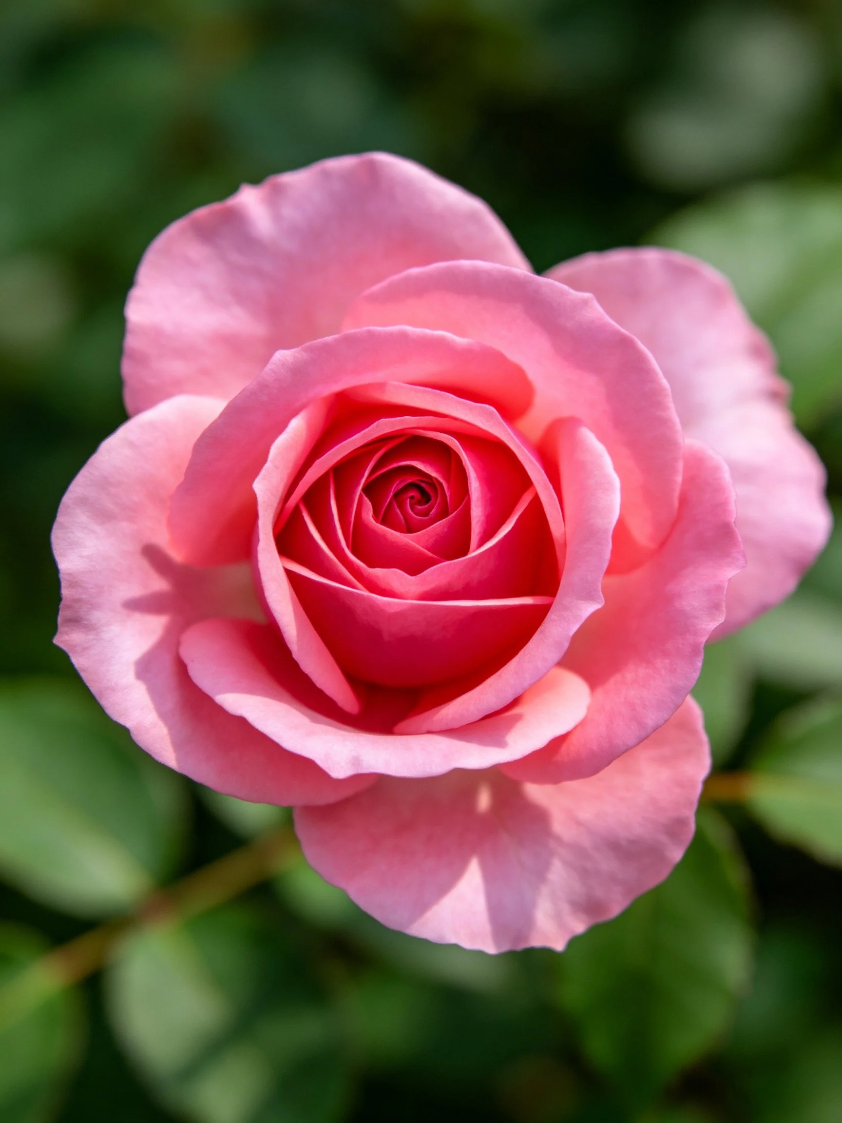 Vibrant pink rose with layered petals in full bloom