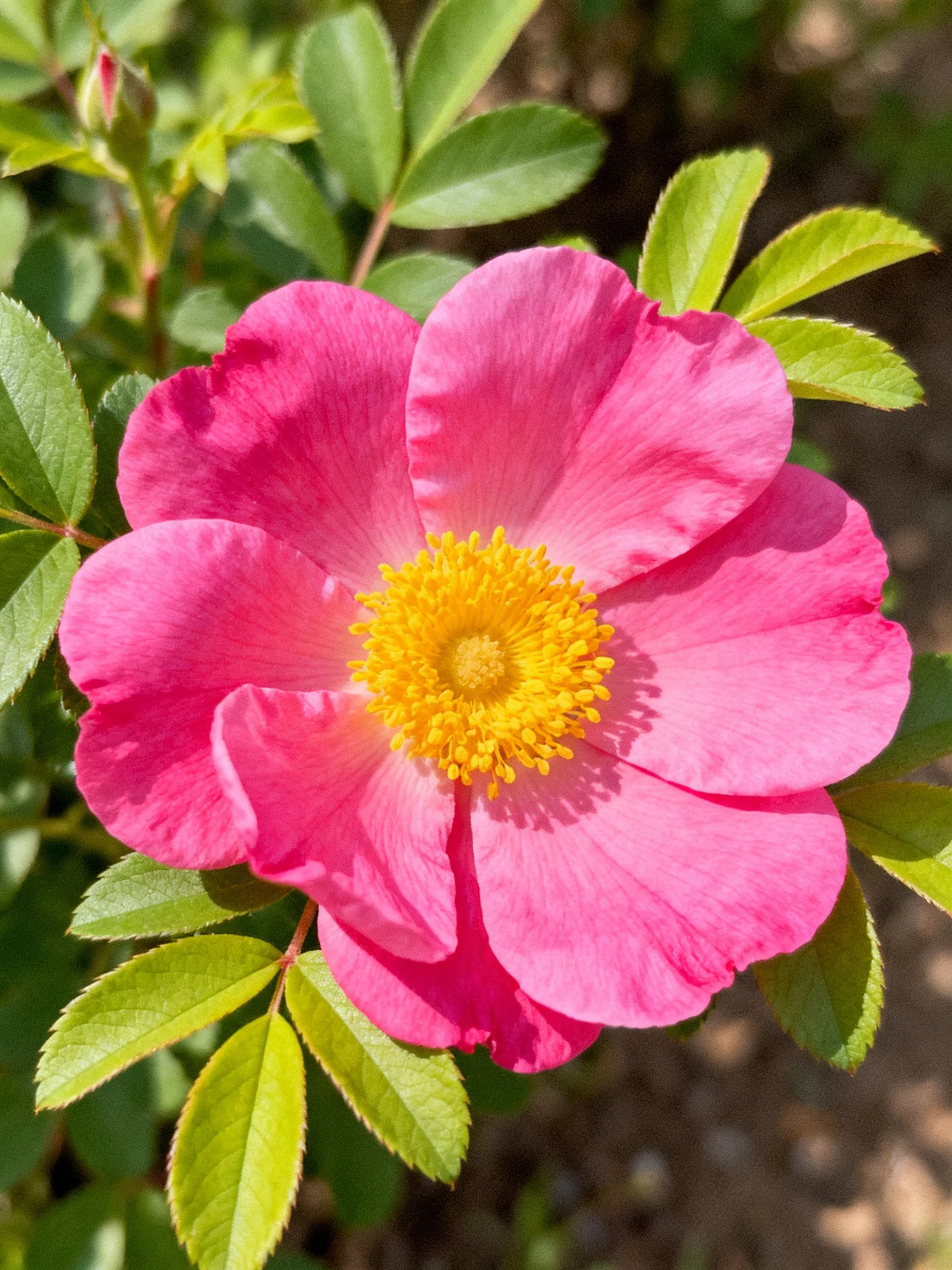 Vibrant pink rose with yellow center and green leaves
