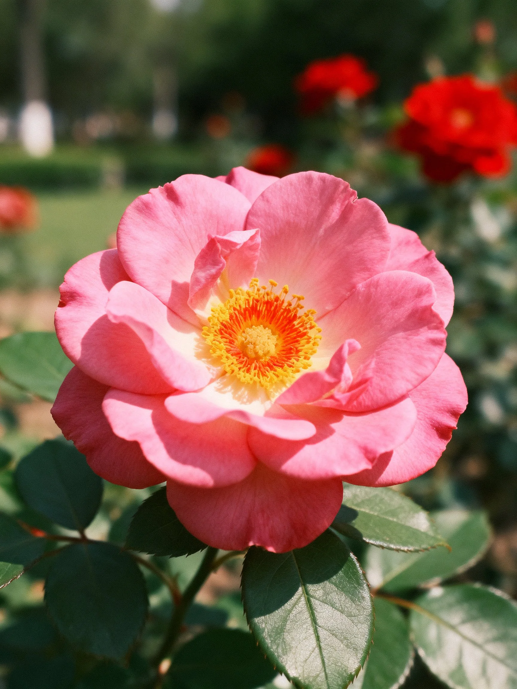 Vibrant pink rose with yellow-orange center amidst green foliage