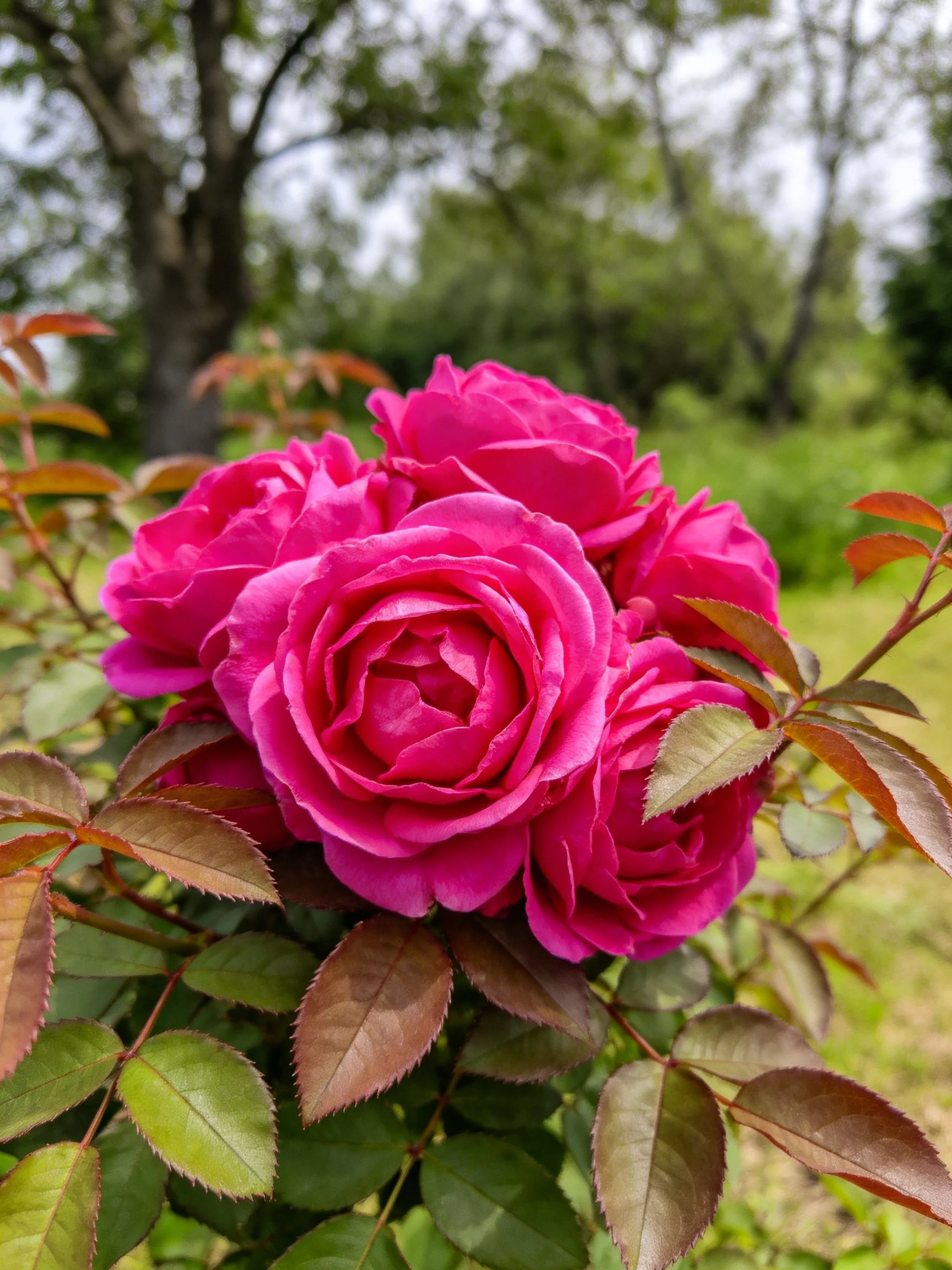 Vibrant pink roses clustered among green and reddish-brown foliage