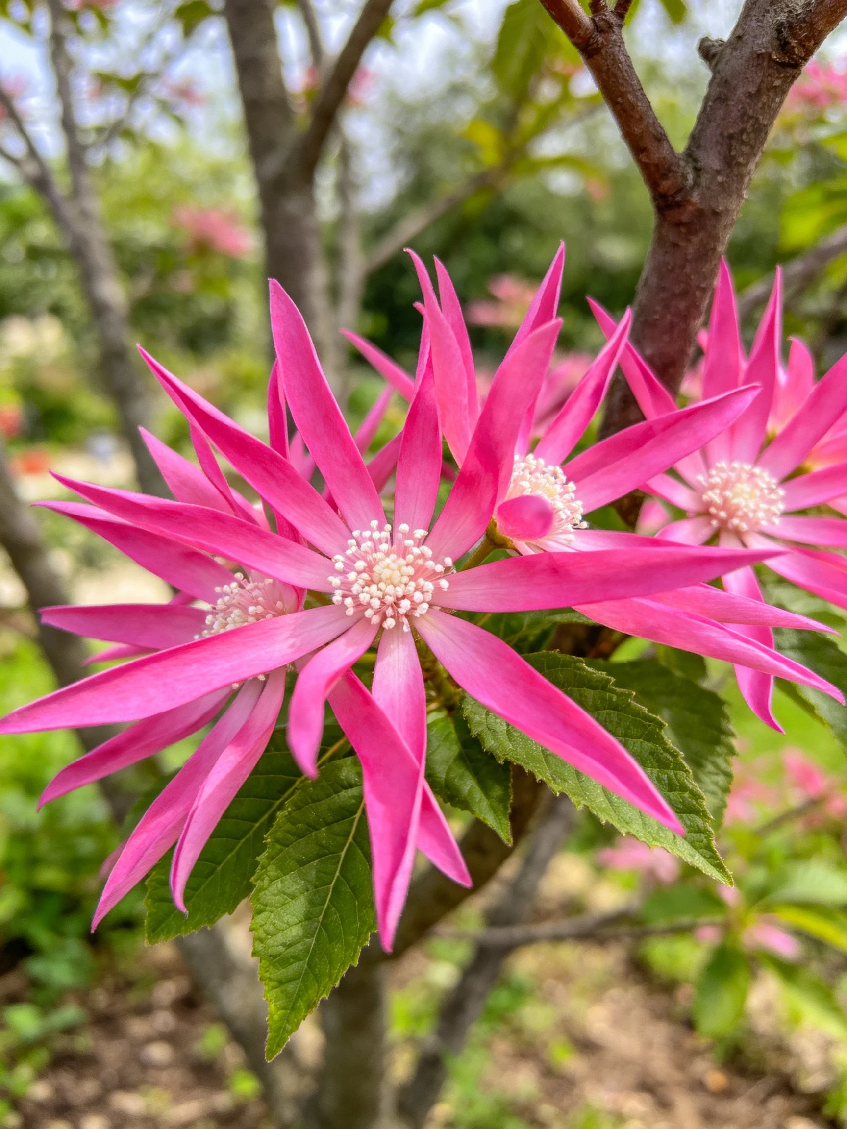 Vibrant pink star - shaped flowers bloom near dark brown branches