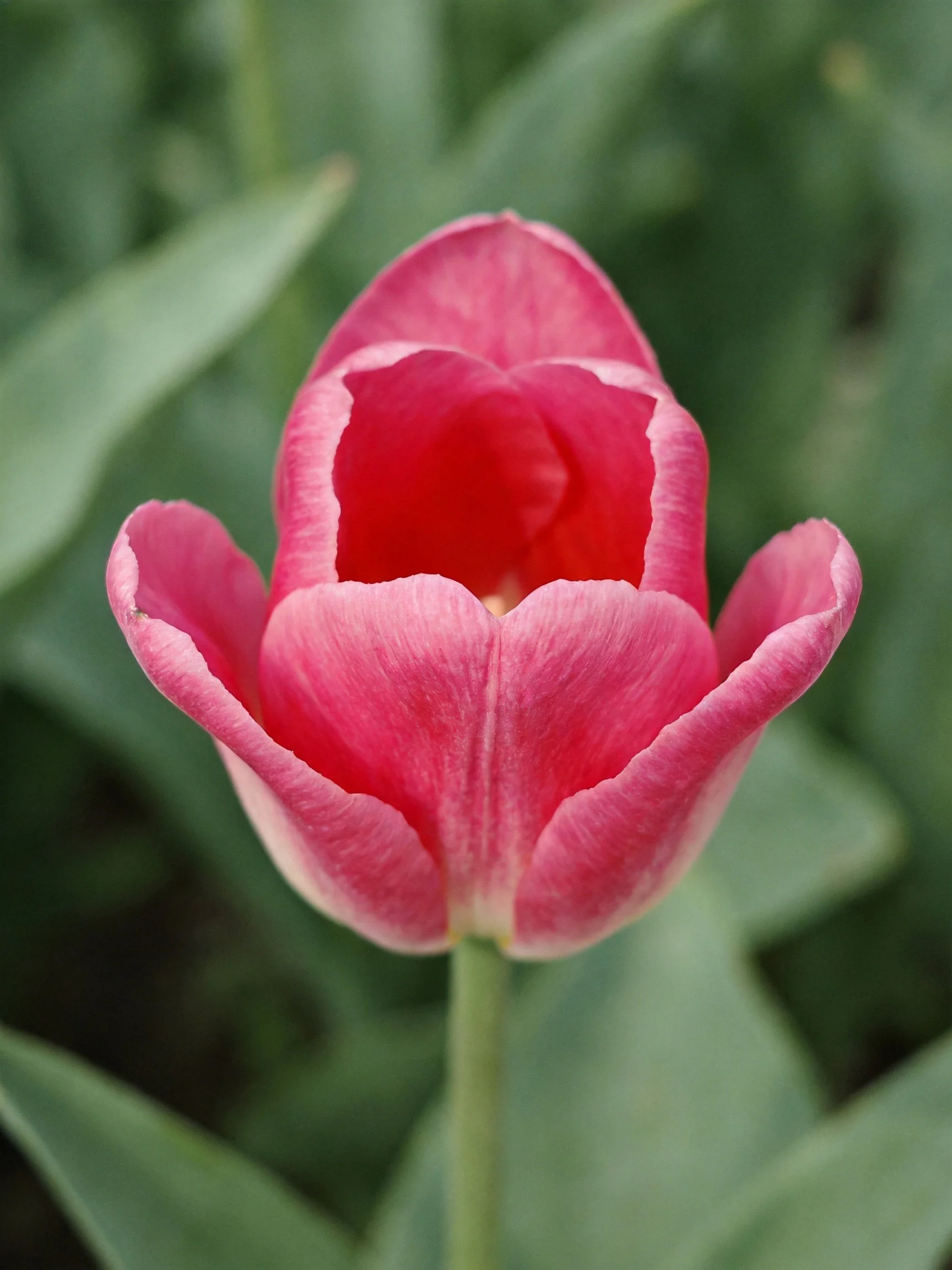 Vibrant pink tulip bud with green foliage backdrop