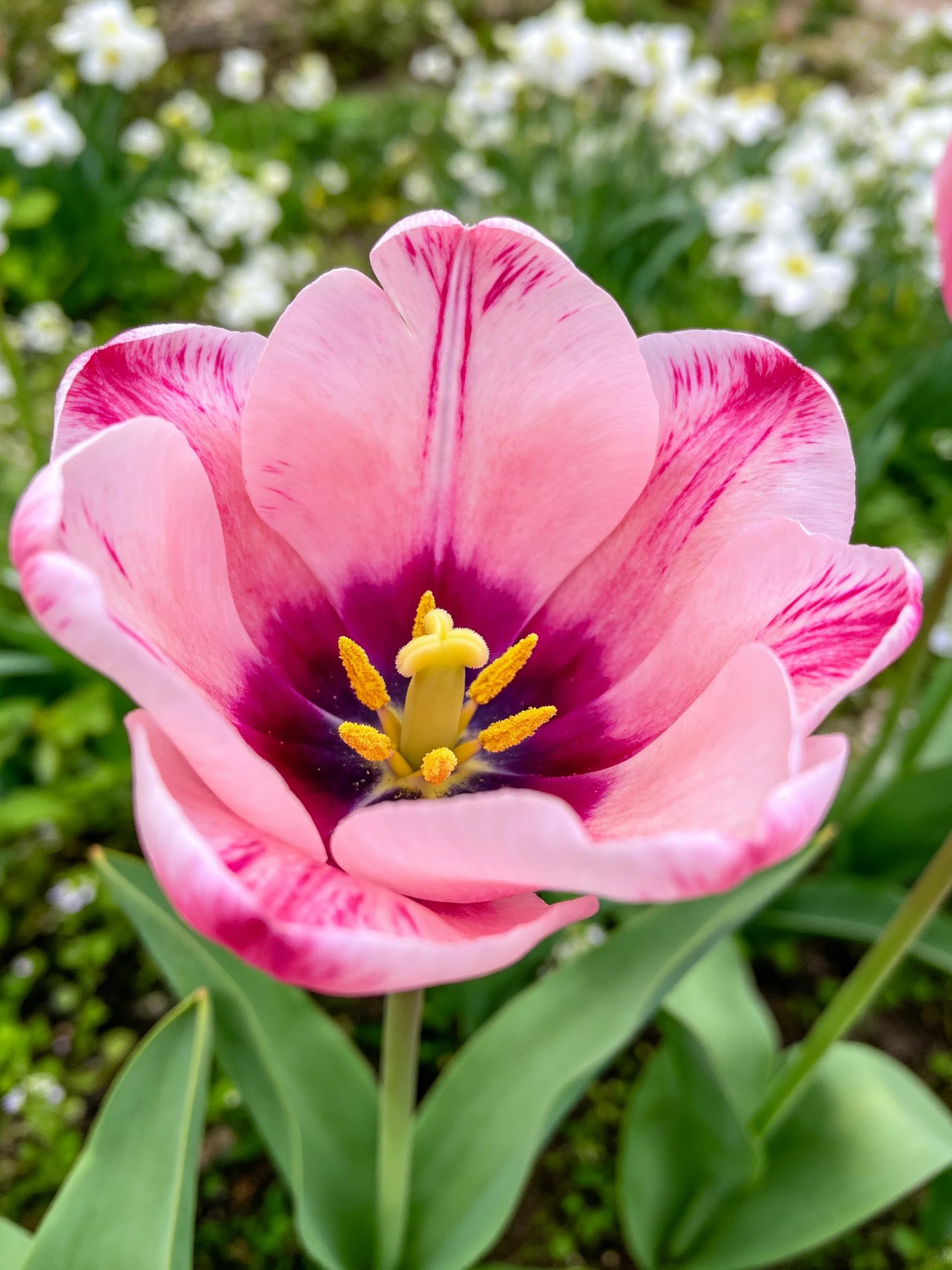 Vibrant pink tulip with purple center and green foliage