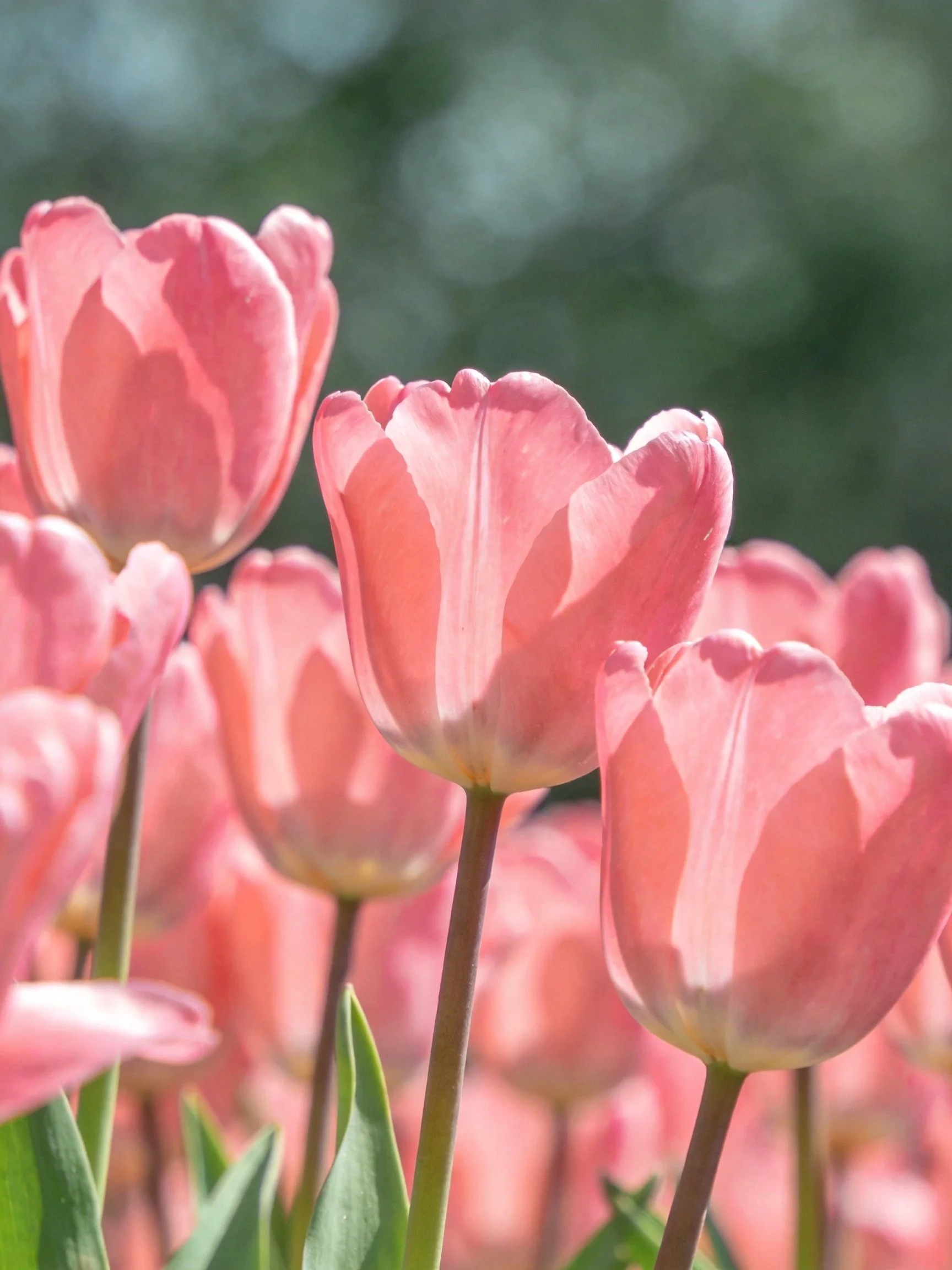 Vibrant pink tulips bloom in sunlit garden
