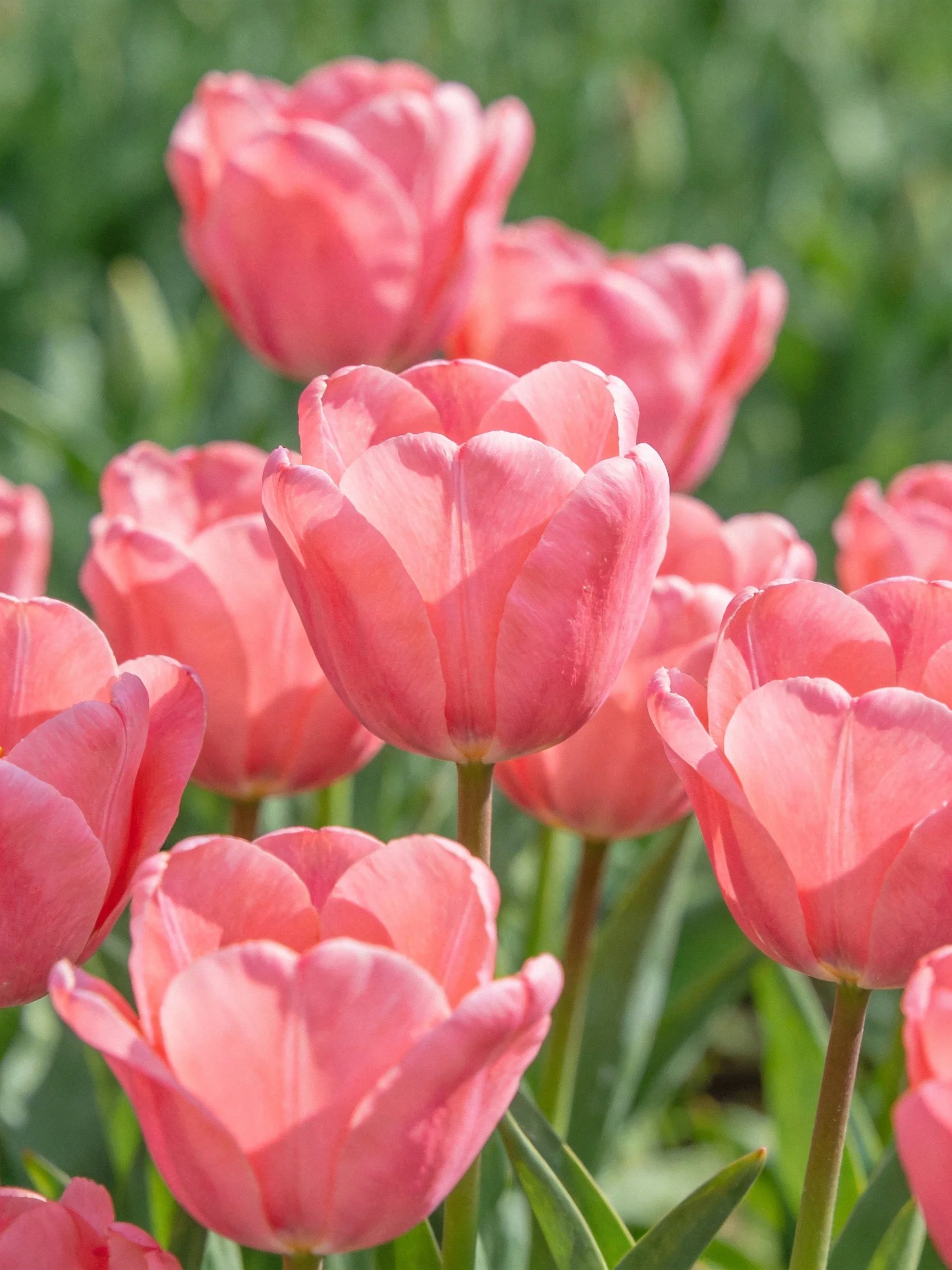 Vibrant pink tulips blooming amid lush green foliage