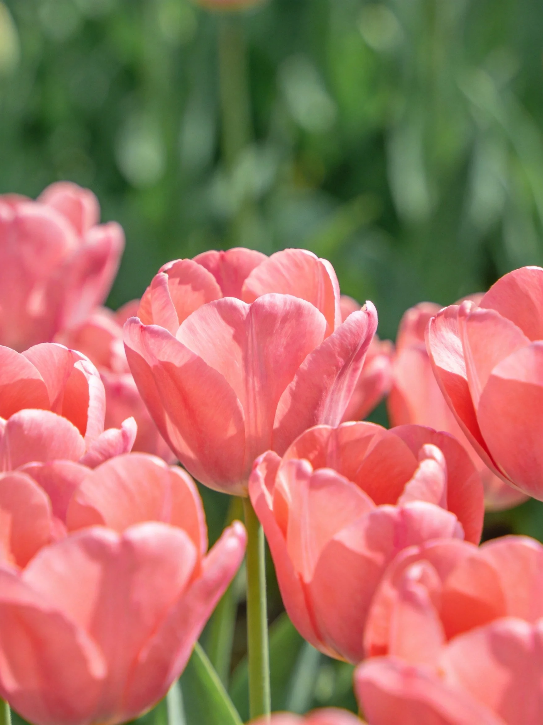 Vibrant pink tulips clustered in a lush green setting