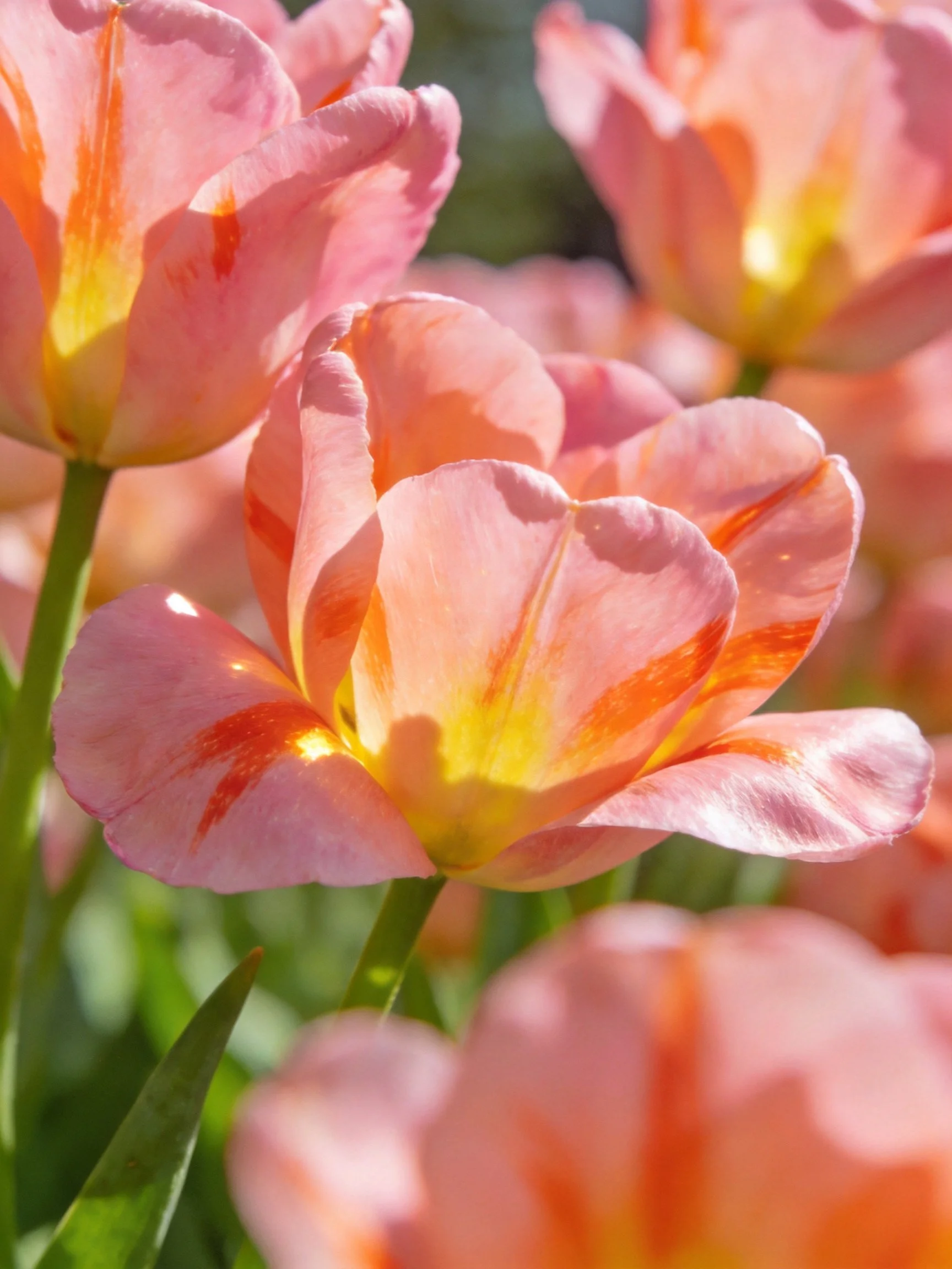 Vibrant pink tulips with orange streaks and yellow centers