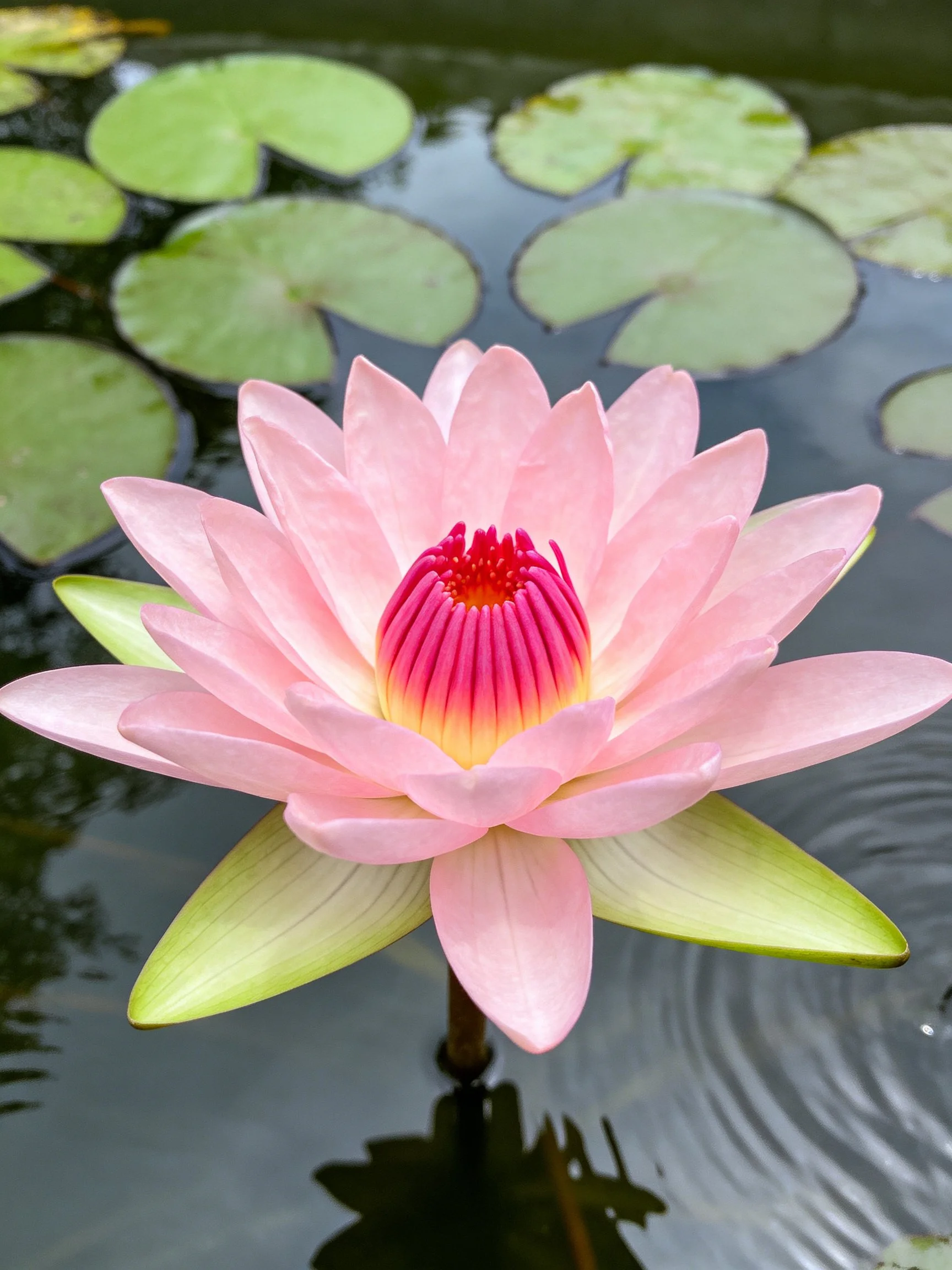 Vibrant pink water lily blooming amid green lily pads