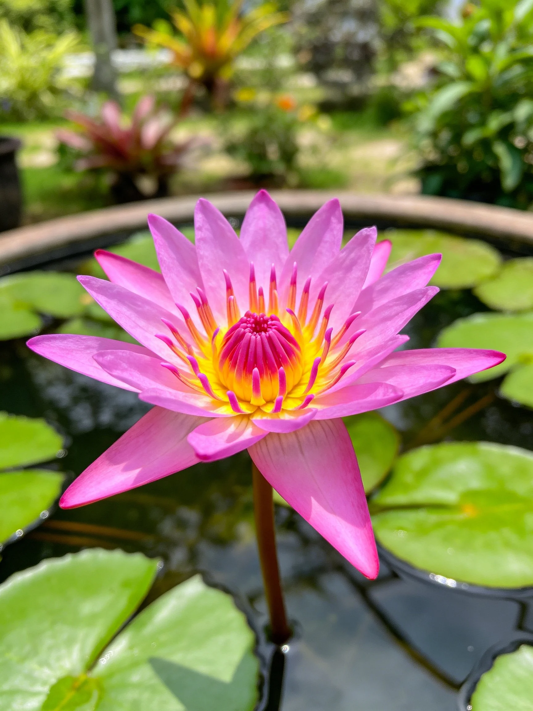 Vibrant pink water lily blooms among green lily pads in a garden pond