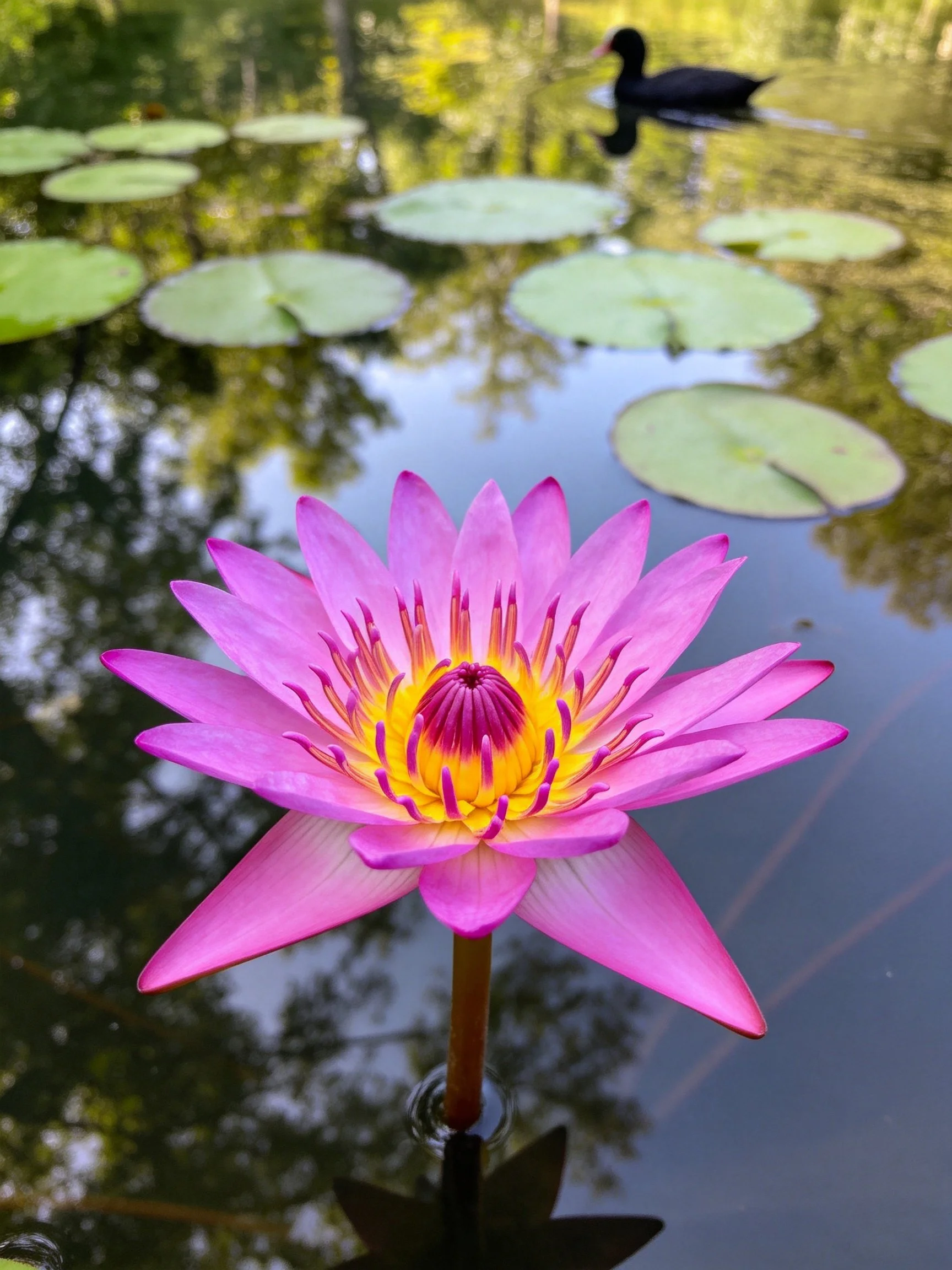 Vibrant pink water lily blooms among green lily pads with a black duck