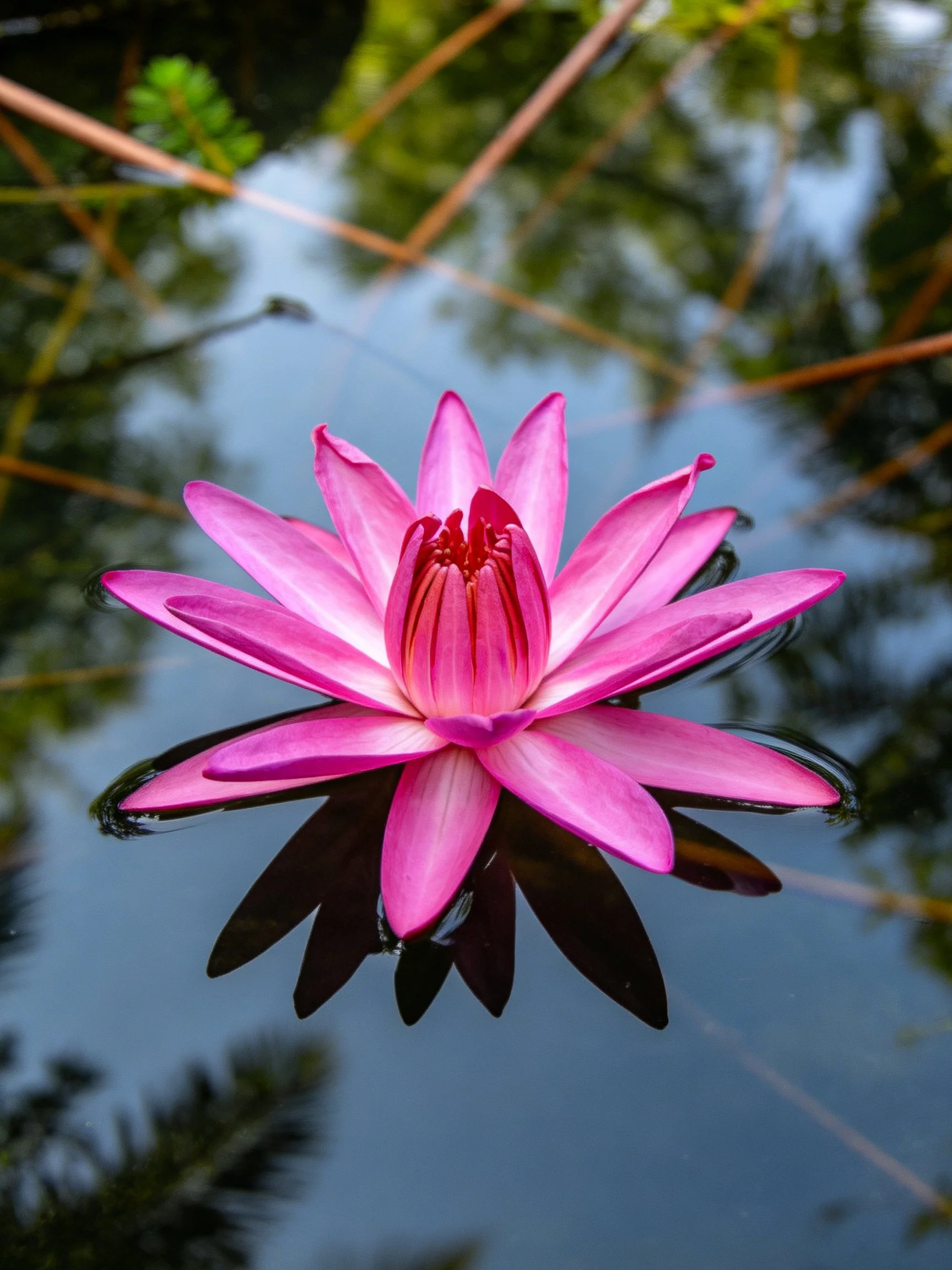 Vibrant pink water lily blooms atop calm water with natural reflections.